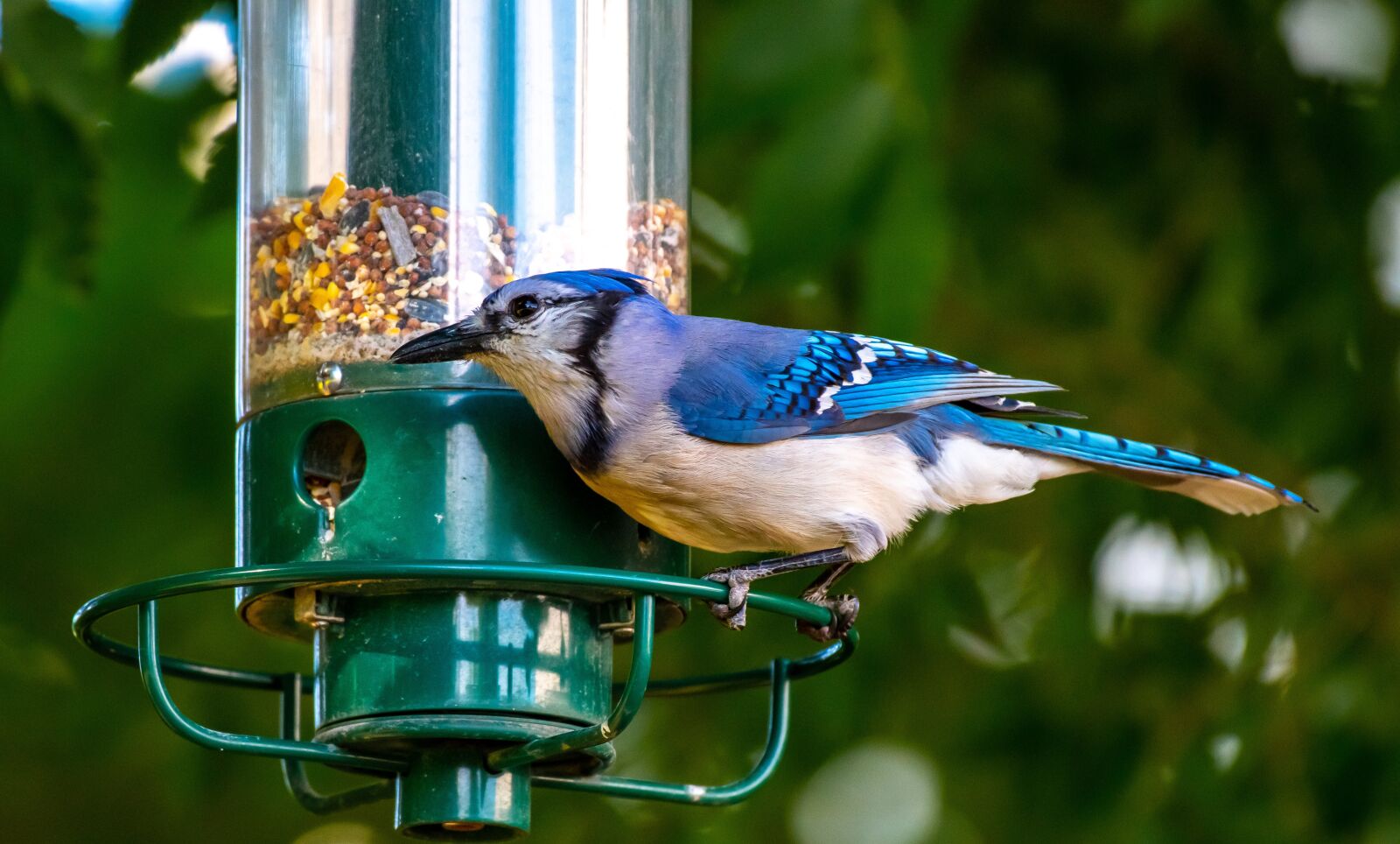 Nikon D500 sample photo. Bird feeder, bird, birdwatching photography