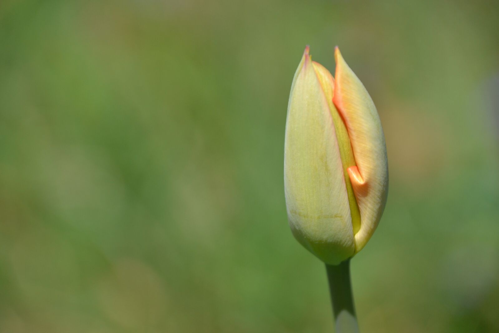 Nikon D3100 sample photo. Tulip, flower, spring photography