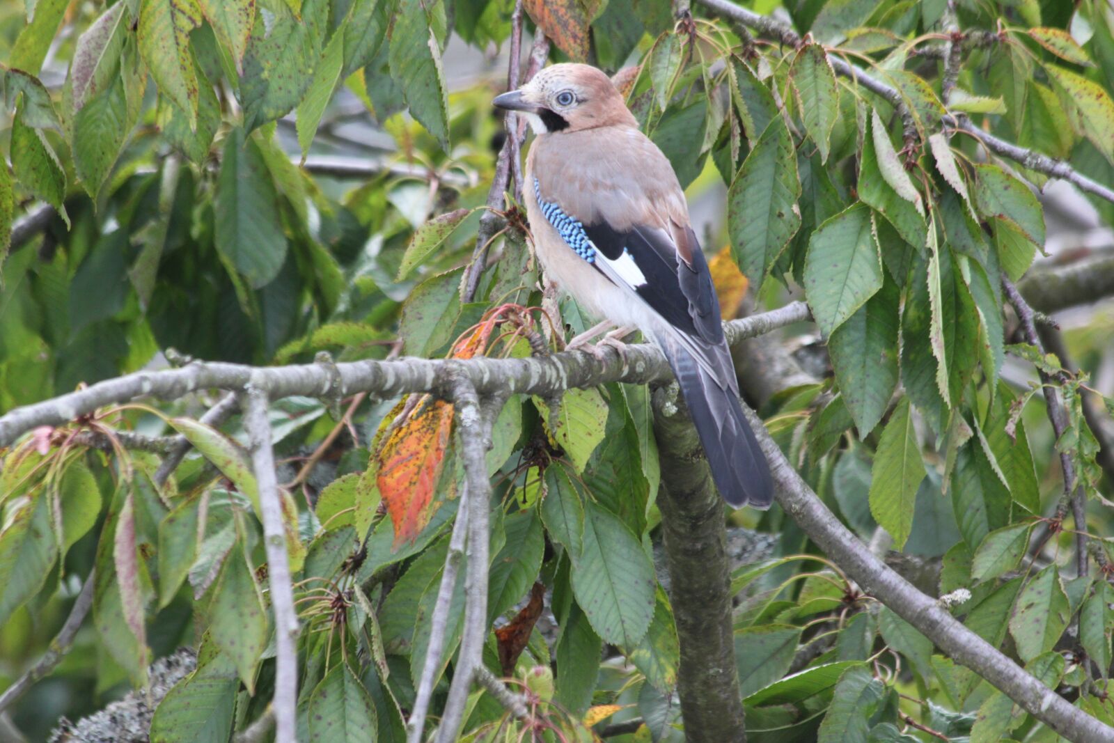 Canon EOS 500D (EOS Rebel T1i / EOS Kiss X3) sample photo. Tree, nature, bird photography