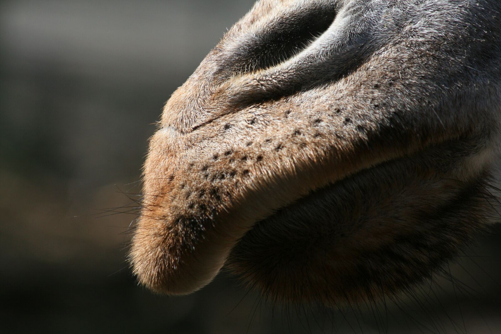Canon EOS 350D (EOS Digital Rebel XT / EOS Kiss Digital N) sample photo. Nose, giraffe, head photography