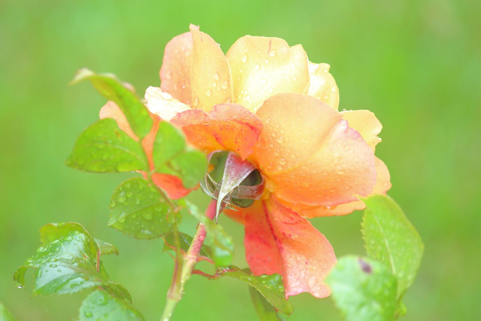 Canon EOS 700D (EOS Rebel T5i / EOS Kiss X7i) + Canon EF-S 55-250mm F4-5.6 IS STM sample photo. Climbing rose, rose, blossom photography