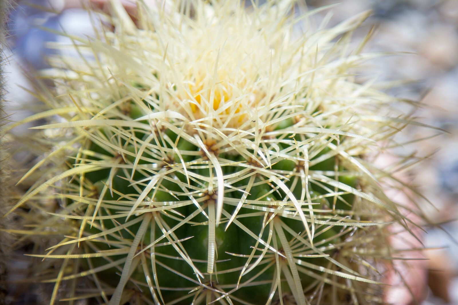 Canon EOS 60D + Canon EF 24-105mm F4L IS USM sample photo. Cactus, cactus blossom, blossom photography