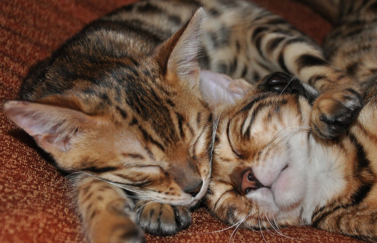 Nikon D90 sample photo. Bengals, sleeping kittens, feline photography