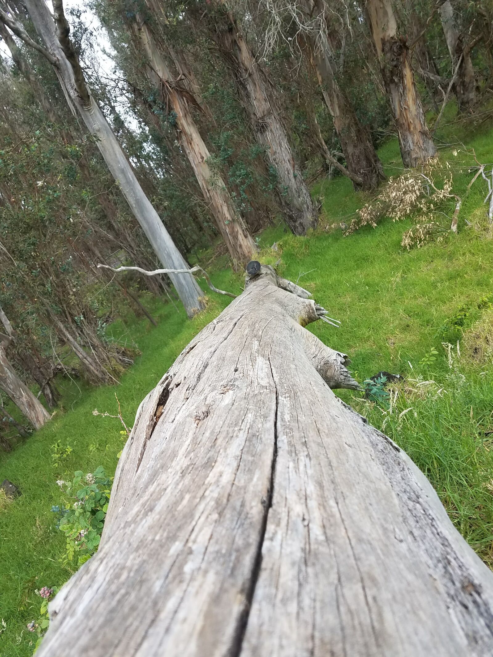 Samsung Galaxy S7 Edge sample photo. Dead, tree, tree, trunk photography