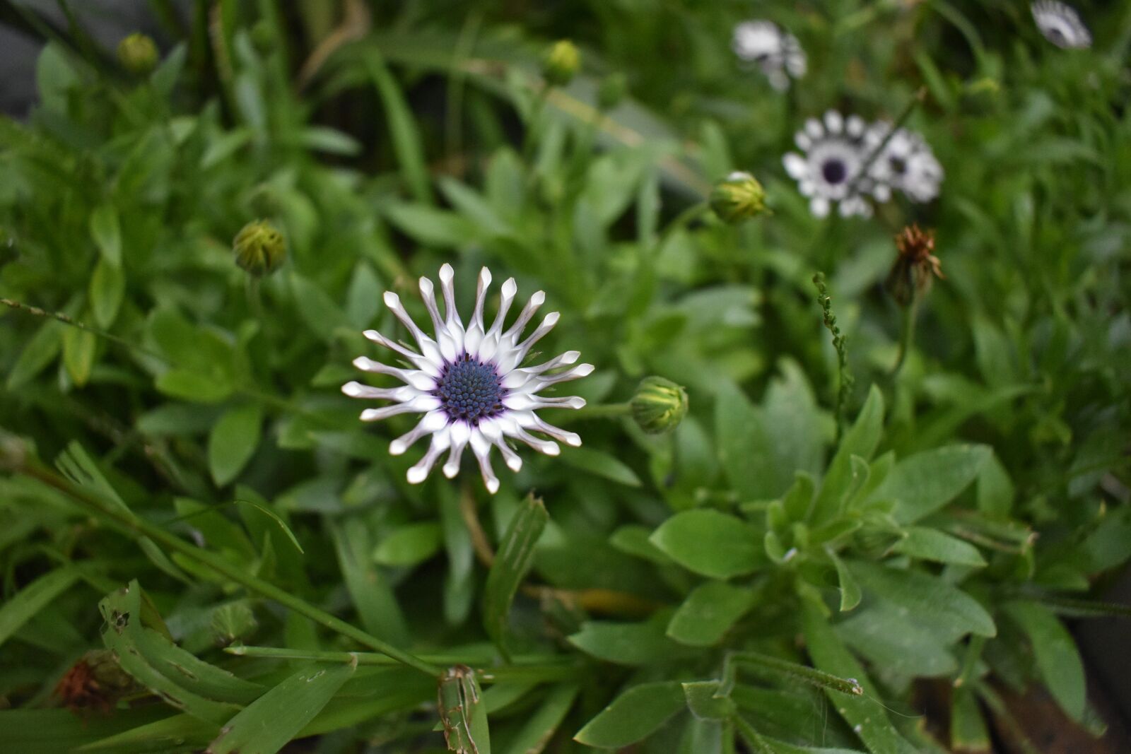 Nikon D3500 sample photo. Flower, plant, nature photography