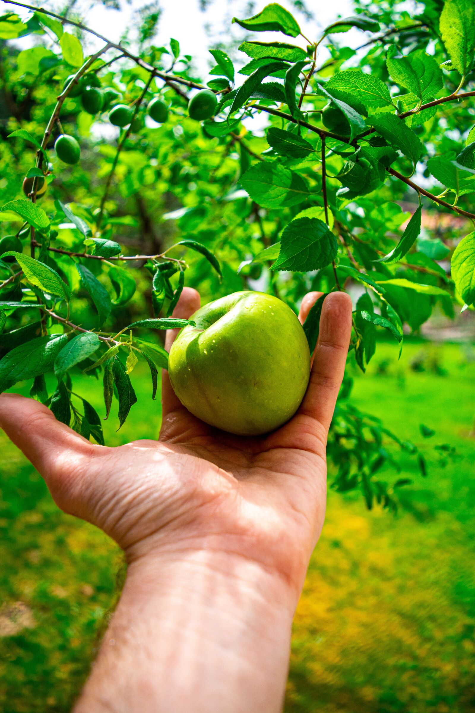 Nikon D5200 sample photo. Apple, green, garden photography