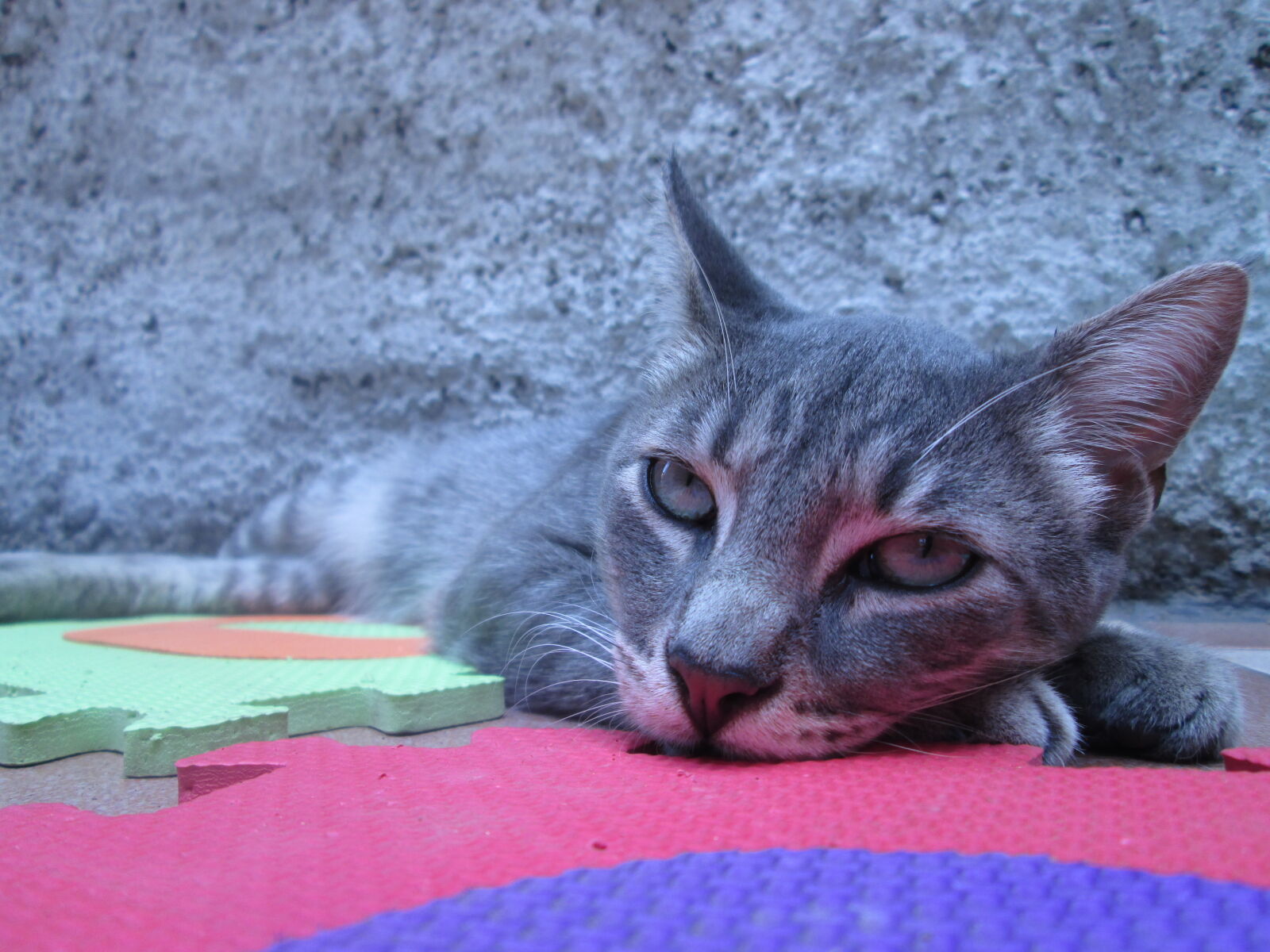 Canon PowerShot A2400 IS sample photo. Gray, tabby, cat, lying photography