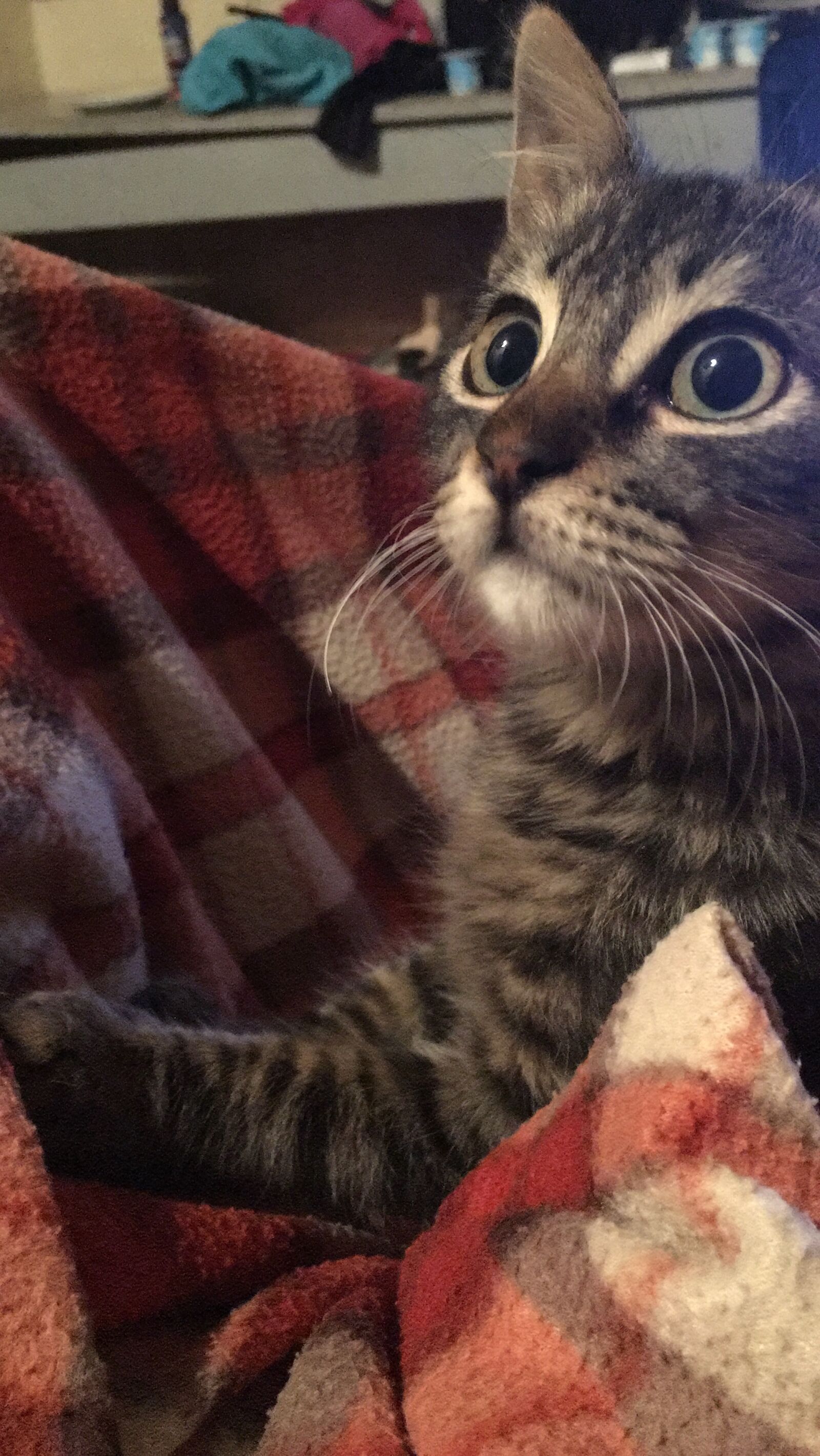iPhone 6s back camera 4.15mm f/2.2 sample photo. Cat, fur photography