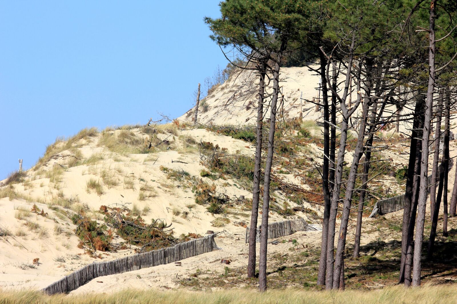 Canon EOS 550D (EOS Rebel T2i / EOS Kiss X4) sample photo. Vendée, trees, vegetation photography