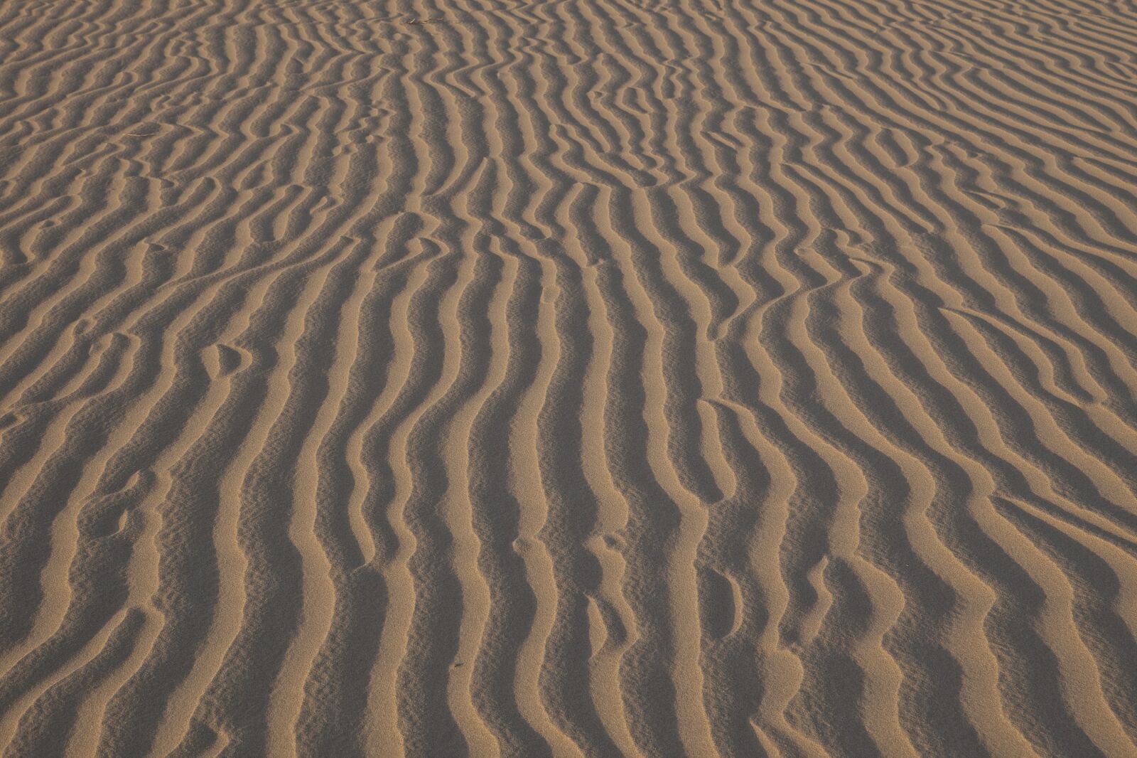 Canon EF 24-70mm F2.8L USM sample photo. Sand ripples, wind, wilderness photography