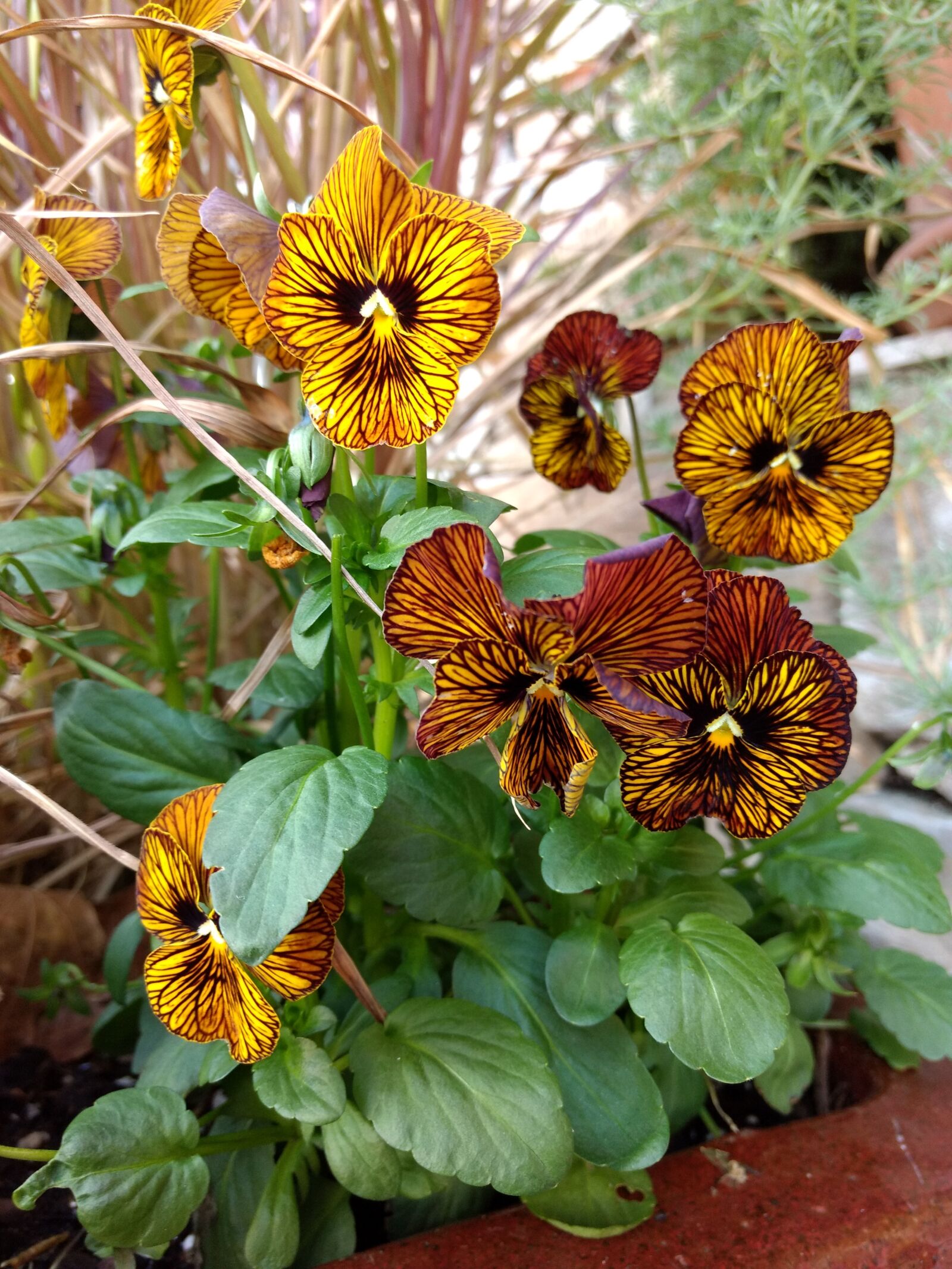 Motorola Moto Z Play Droid sample photo. Flower, flora, nature photography