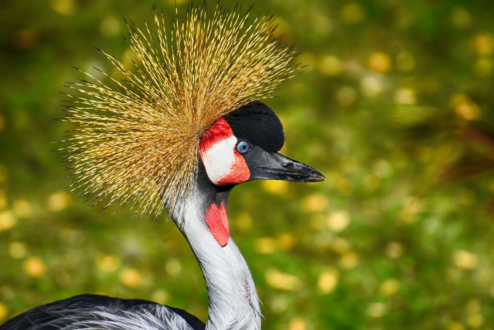 Nikon D7200 sample photo. Grey crowned crane, baleurica photography