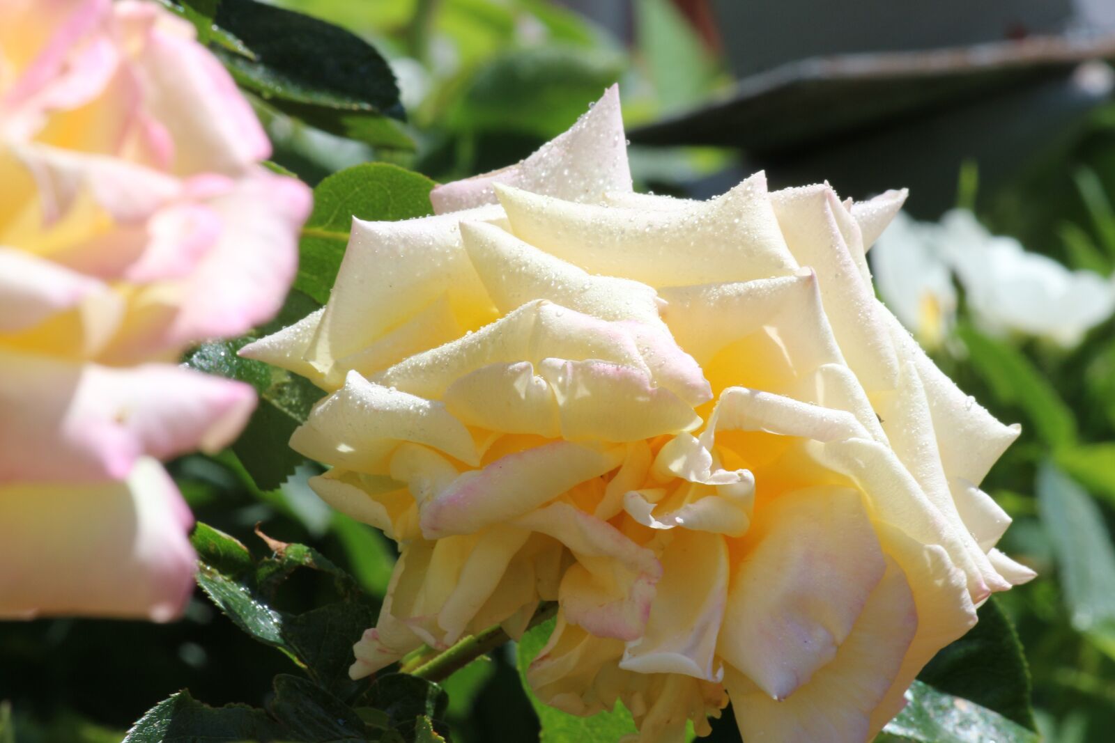 Canon EOS 700D (EOS Rebel T5i / EOS Kiss X7i) sample photo. Rose, drop of water photography