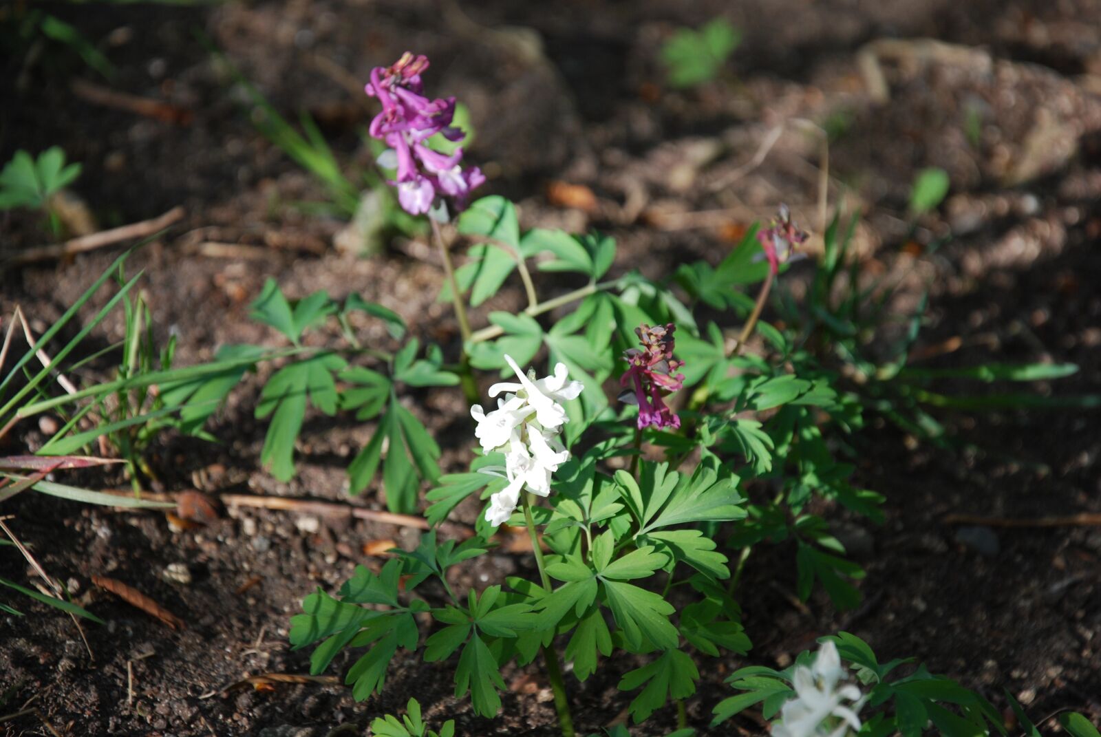 Nikon D60 sample photo. Spring, forest, resin photography