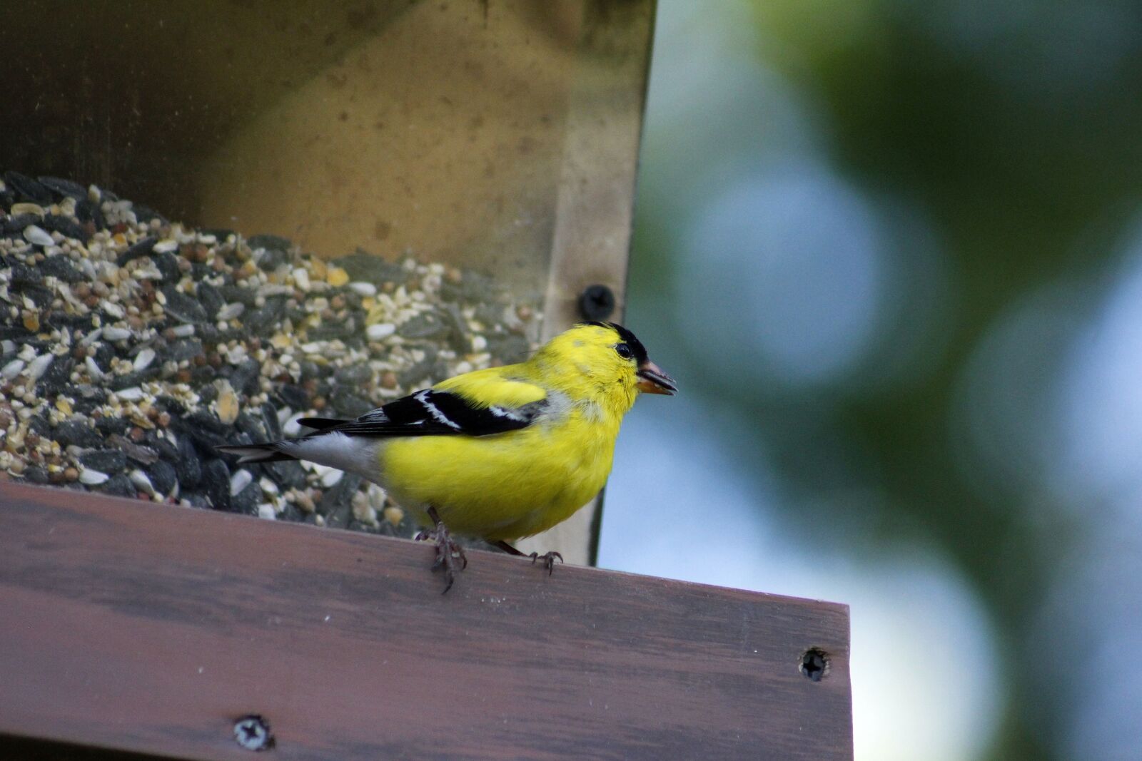 Canon EOS 550D (EOS Rebel T2i / EOS Kiss X4) sample photo. Bird, wildlife, outdoors photography
