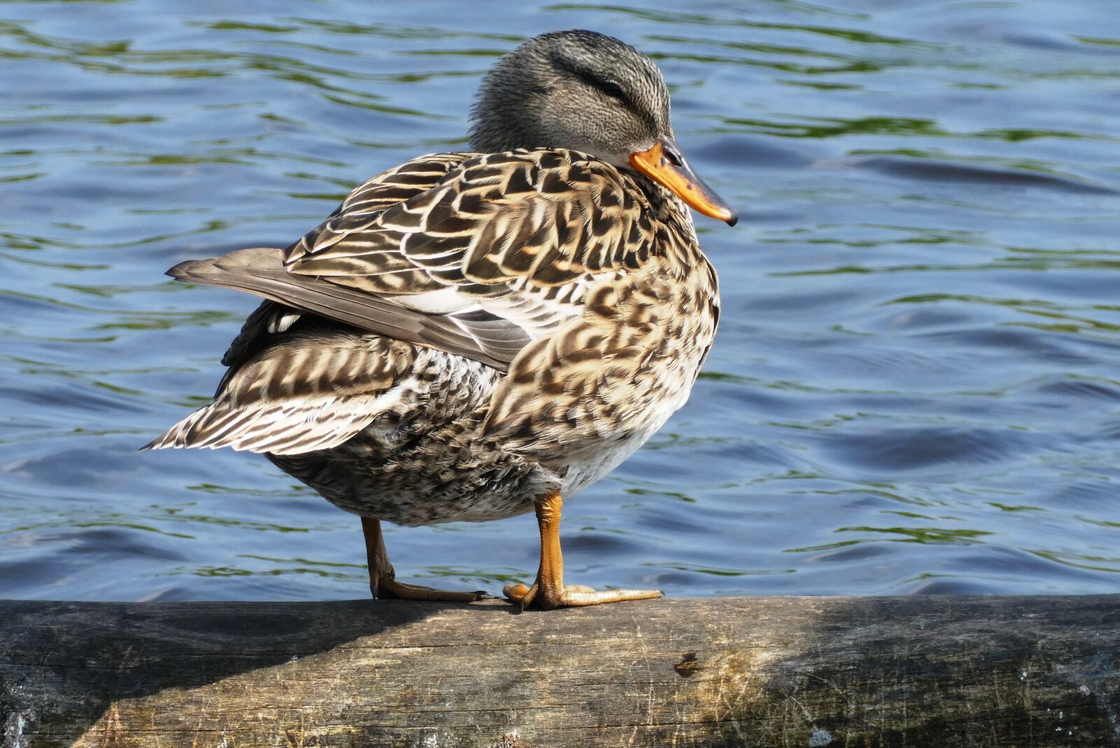 Panasonic Lumix DC-ZS70 (Lumix DC-TZ90) sample photo. Duck, plumage, feathers photography