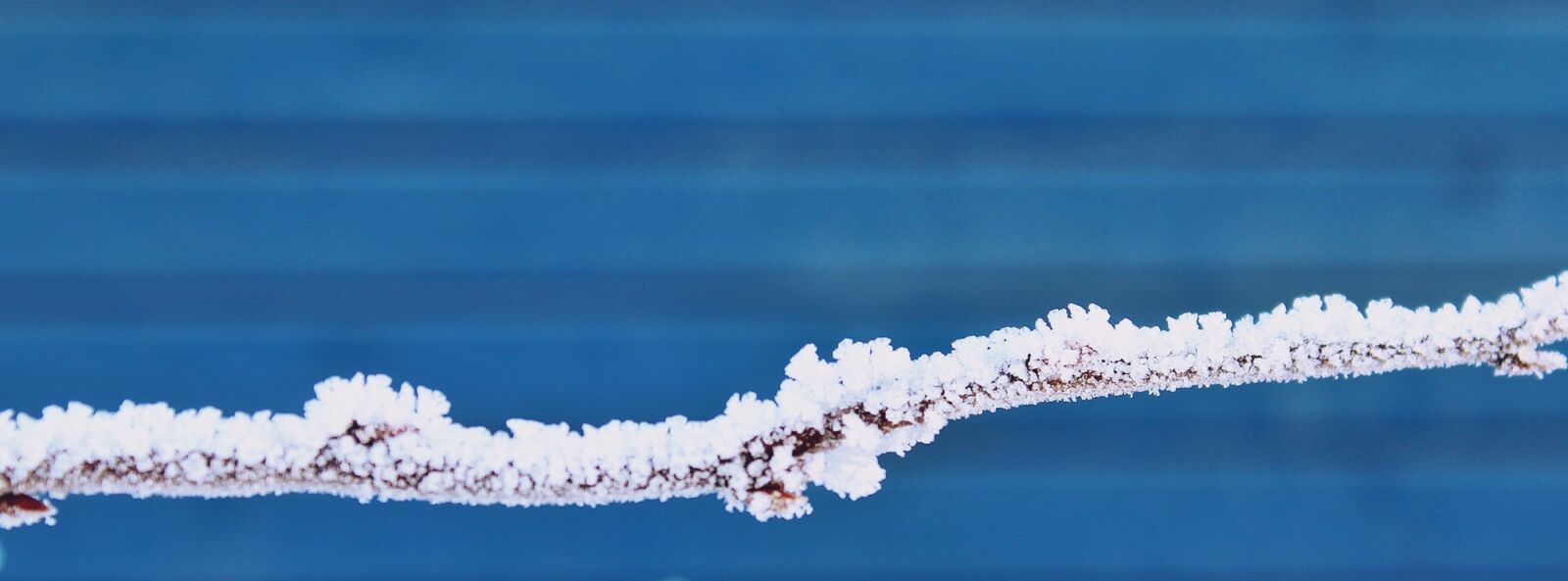 Canon EOS 1200D (EOS Rebel T5 / EOS Kiss X70 / EOS Hi) sample photo. Branch, snow, winter photography