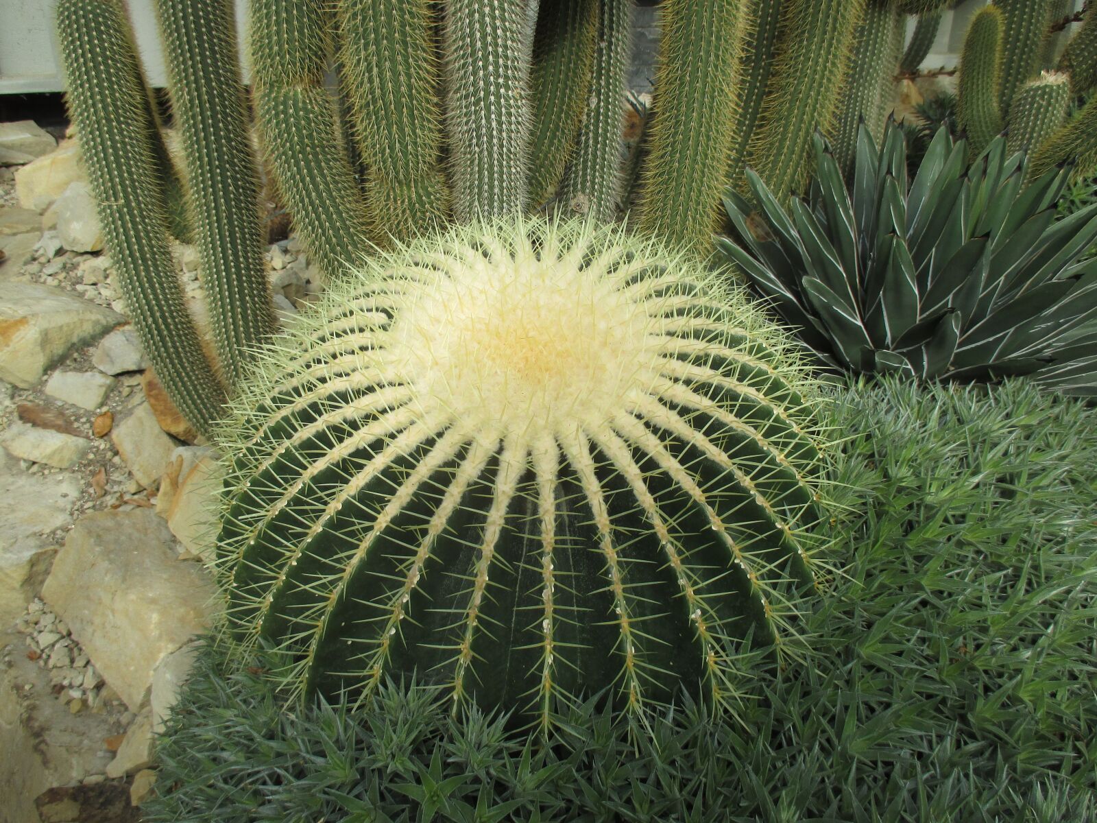 Canon PowerShot ELPH 140 IS (IXUS 150 / IXY 130) sample photo. Cactus, greenhouse, flora photography