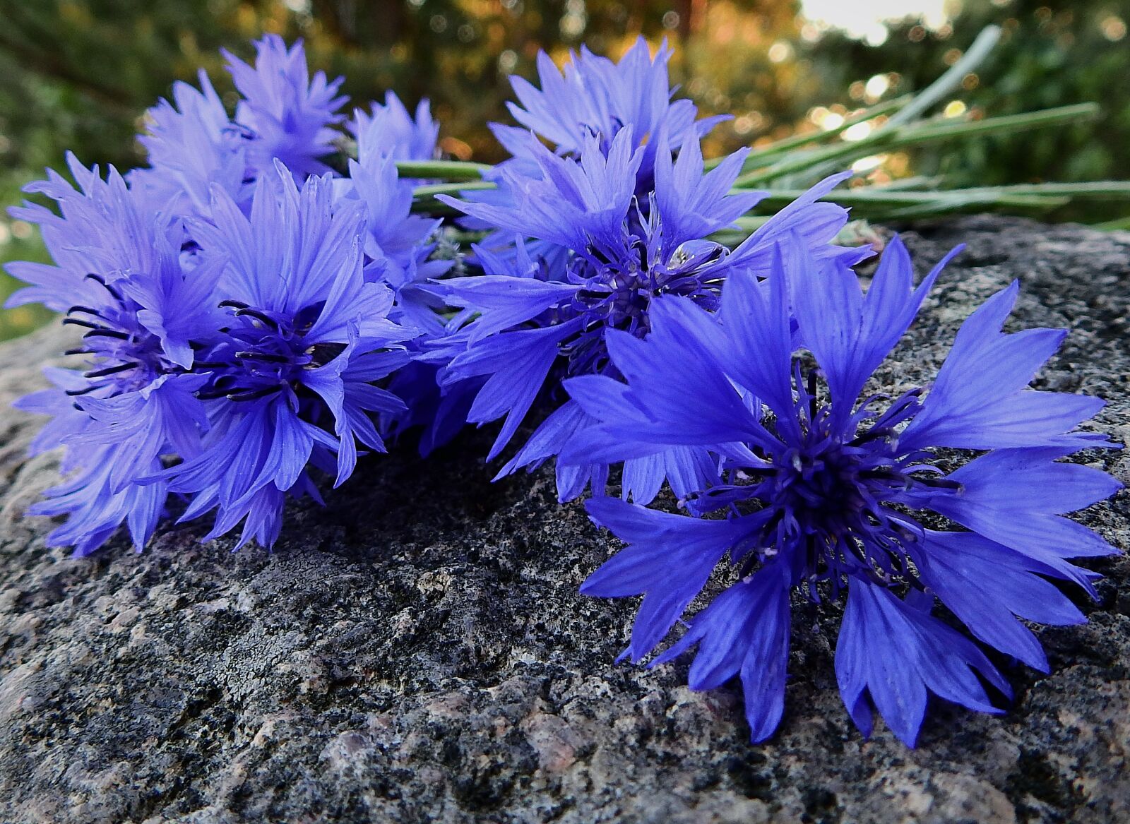 Nikon Coolpix P900 sample photo. Cornflowers, nature, flowers photography
