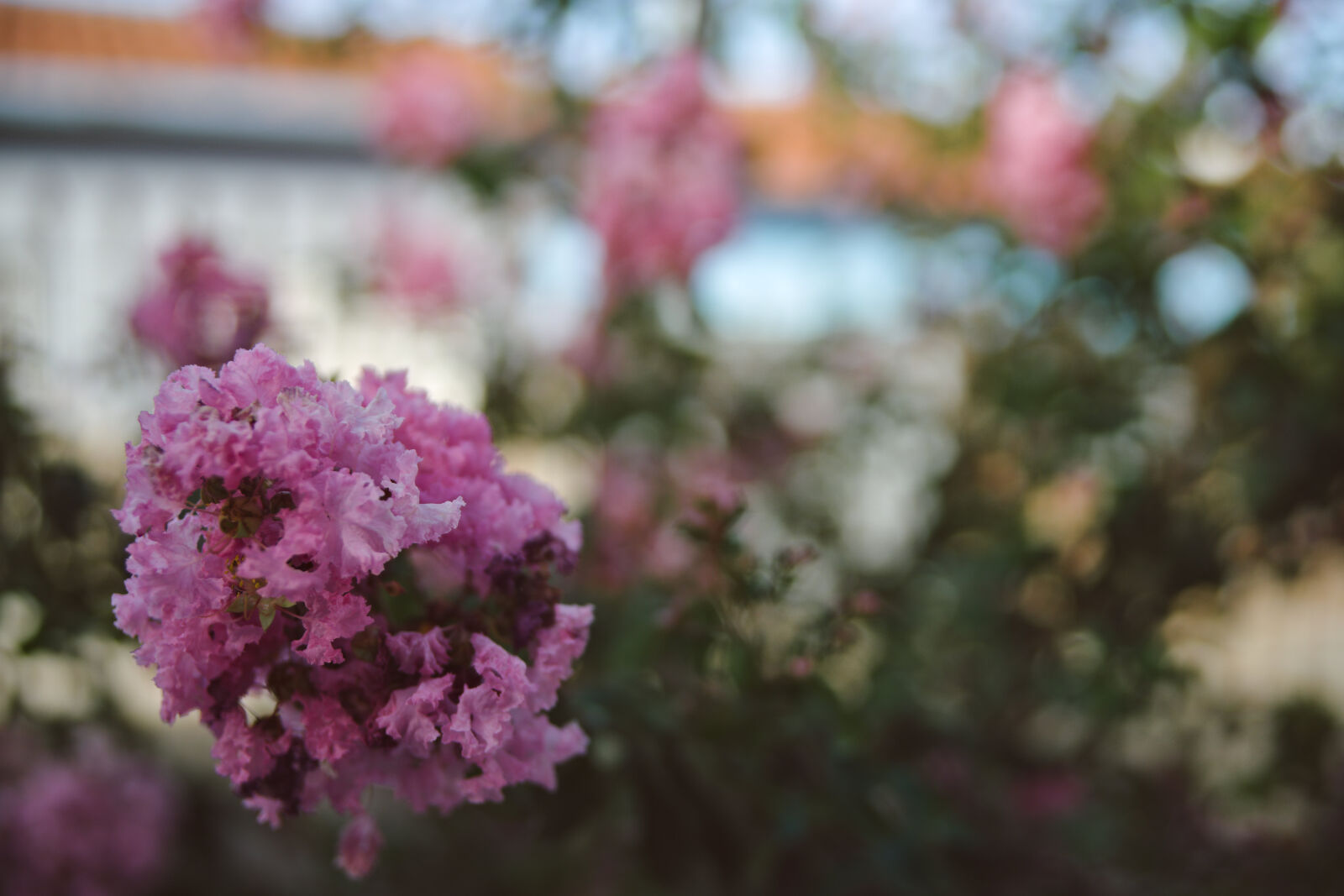 Nikon D610 sample photo