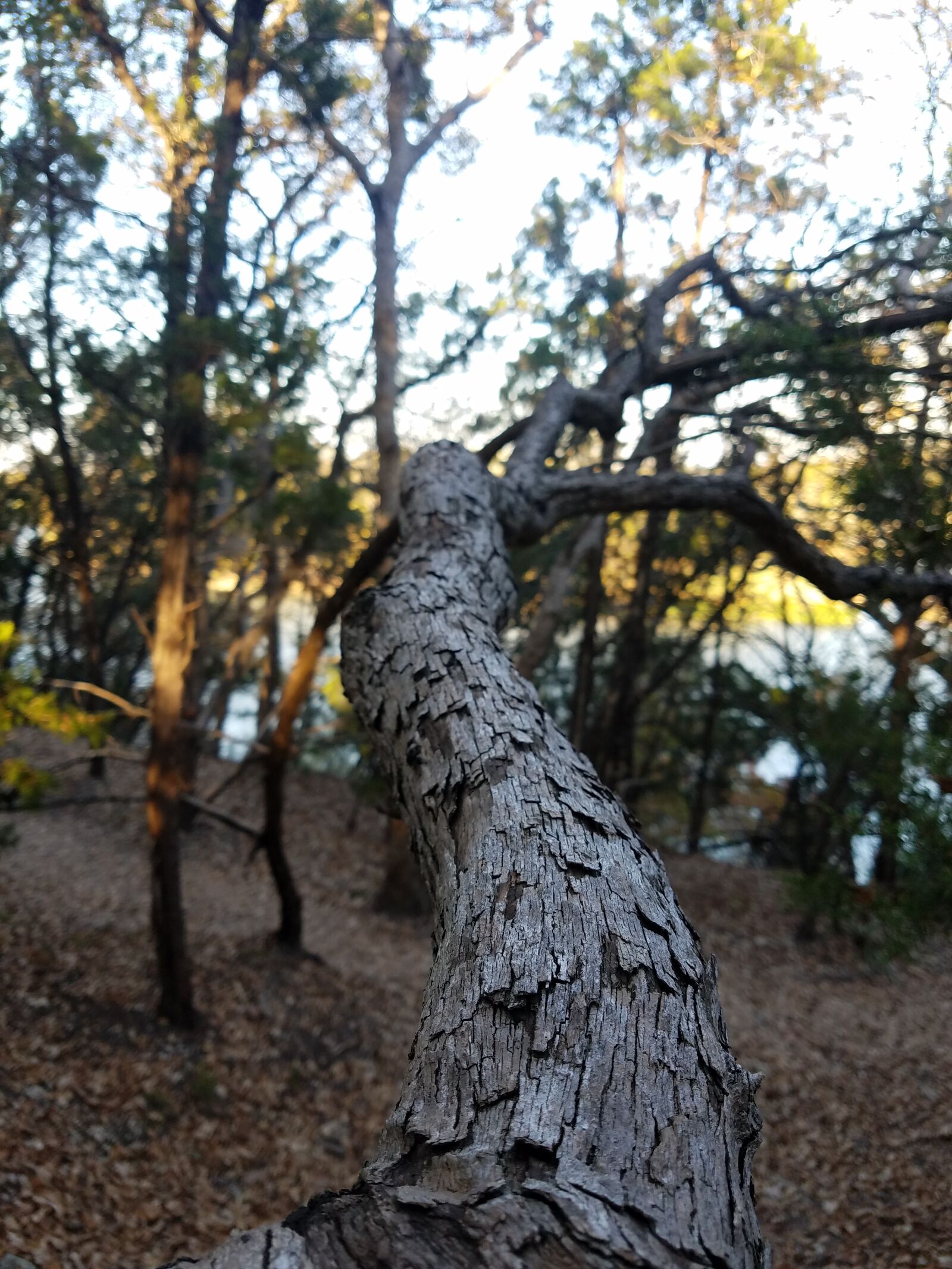 Samsung Galaxy S7 Edge sample photo. Branch, camping, fall, leaves photography