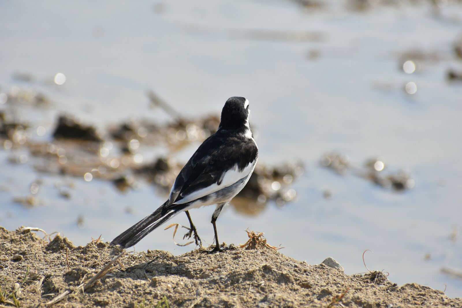 Nikon D7200 sample photo. Animal, paddy field, waterside photography