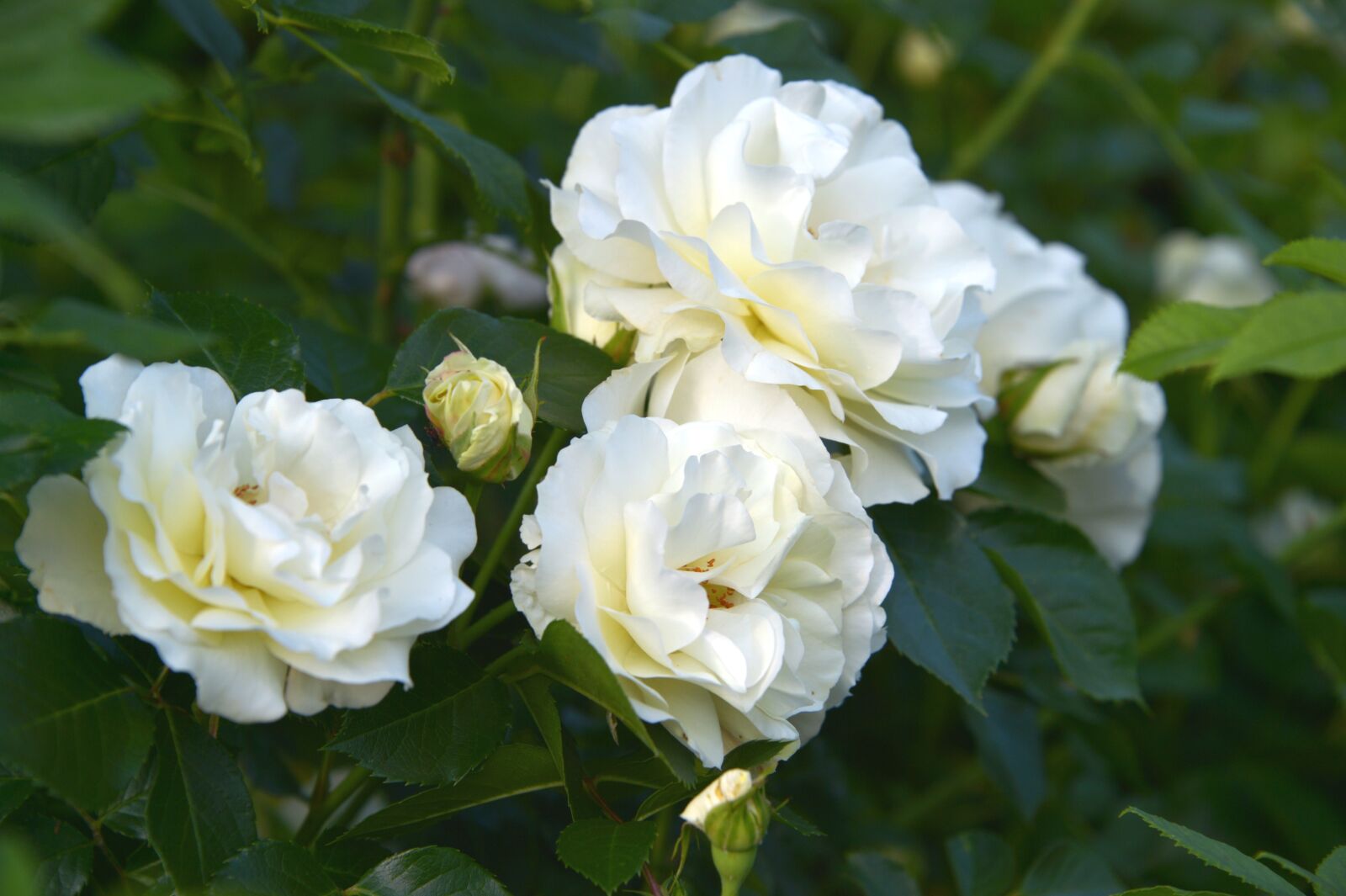 Nikon Df sample photo. Inner wheel rose, inner photography