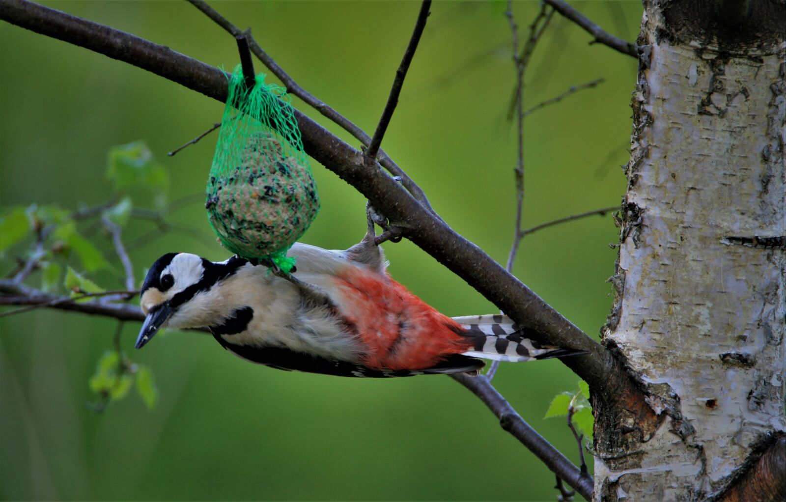 Tamron SP 150-600mm F5-6.3 Di VC USD sample photo. Great spotted woodpecker, fat photography