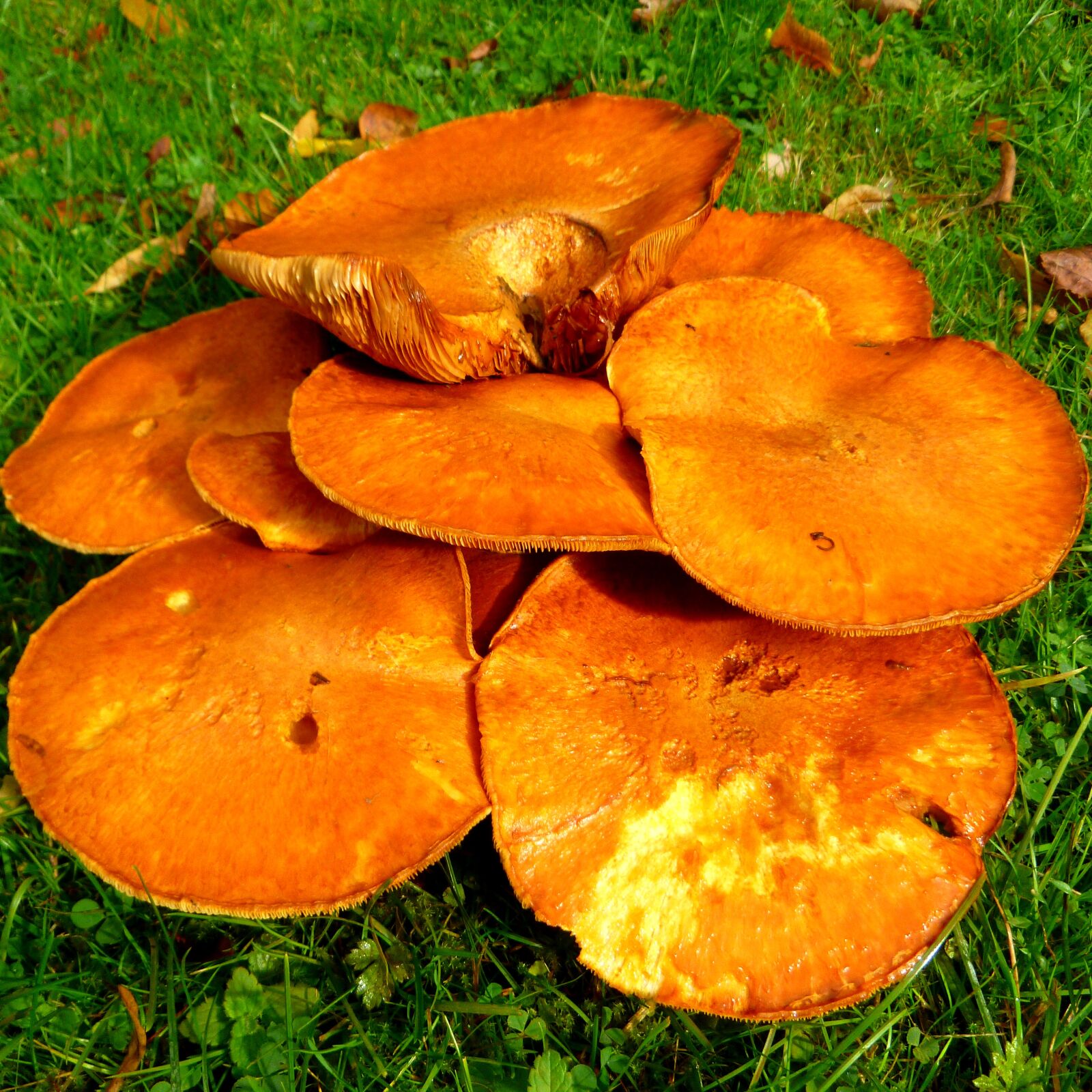 Panasonic DMC-FT20 sample photo. Mushrooms, fungus, fungi photography