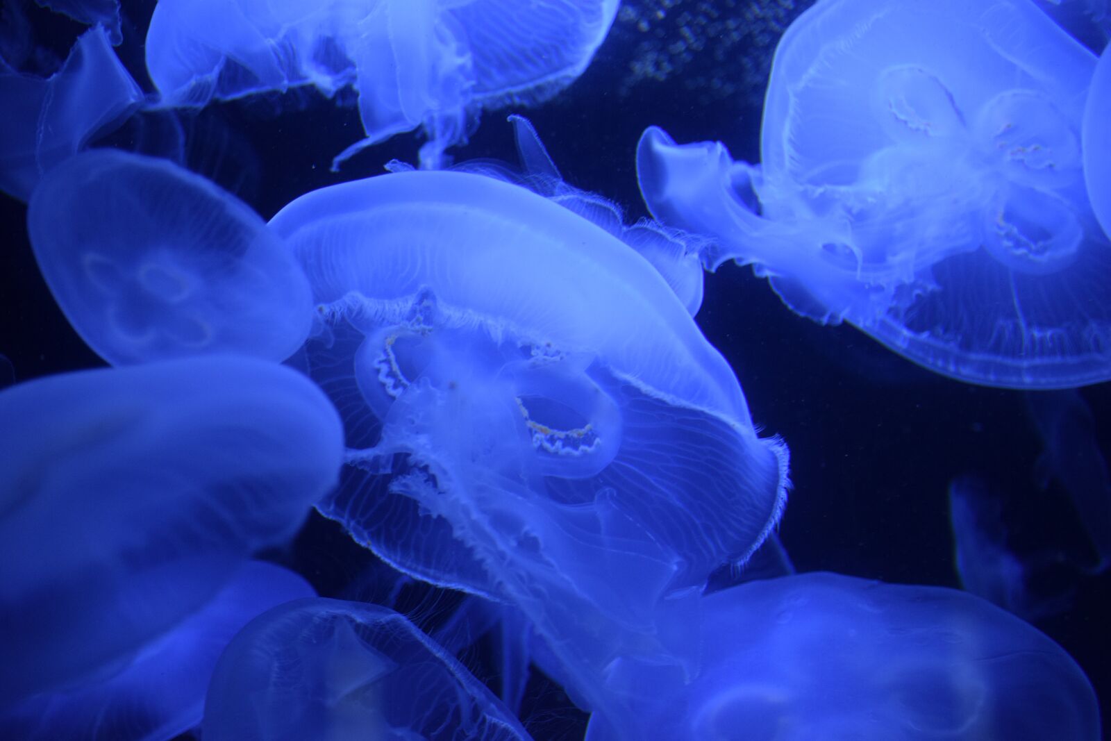 Nikon D5300 sample photo. Jellyfish, sea, water photography