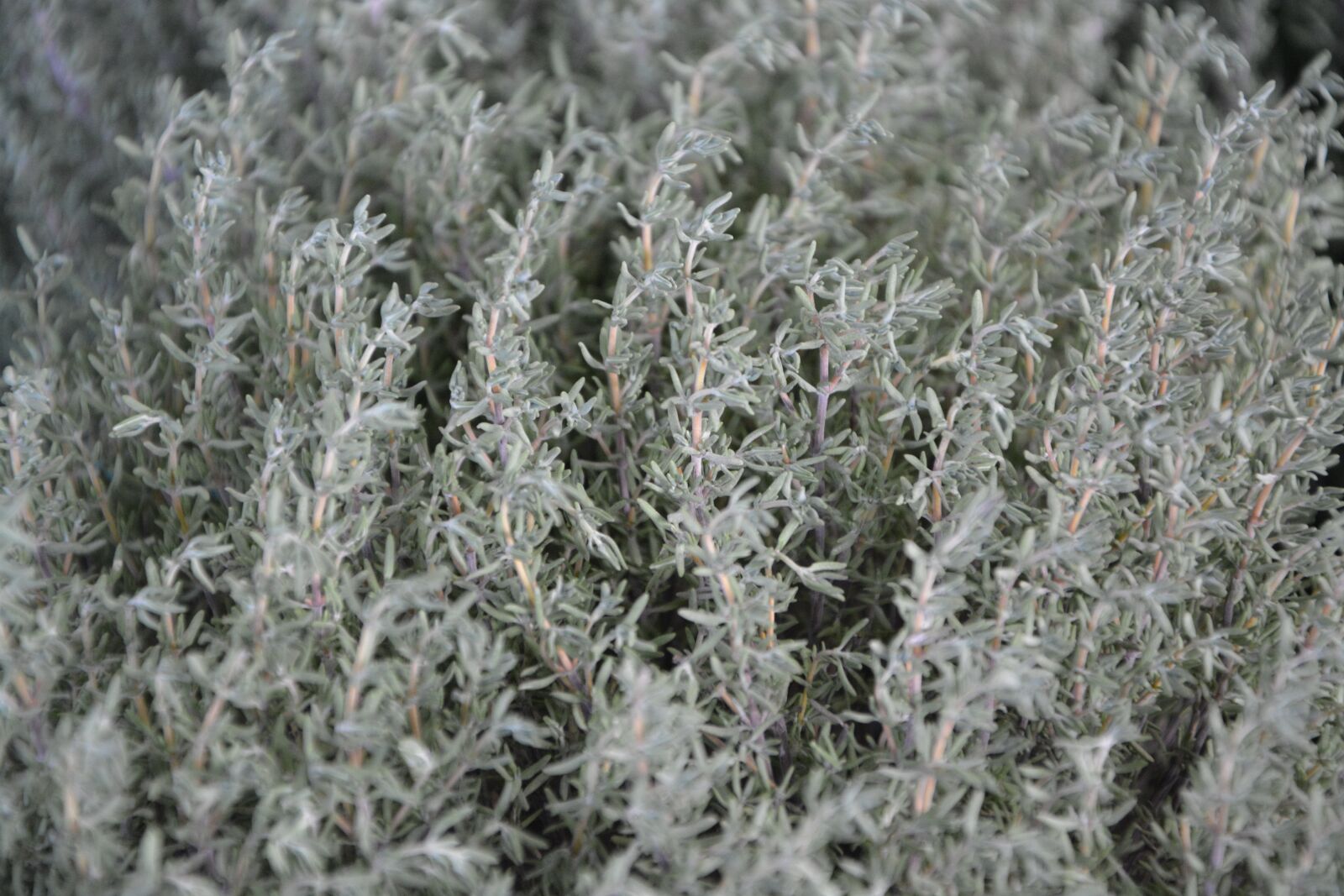 Nikon D5200 sample photo. Thyme, aromatic plant, food photography