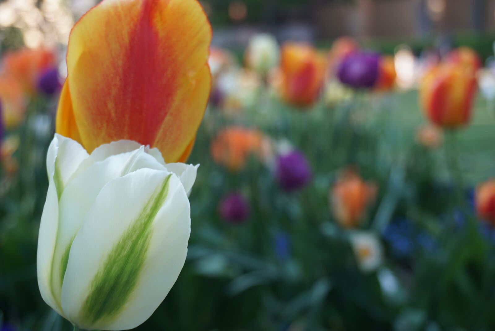 Sony a6000 sample photo. Flower, meadow, spring photography