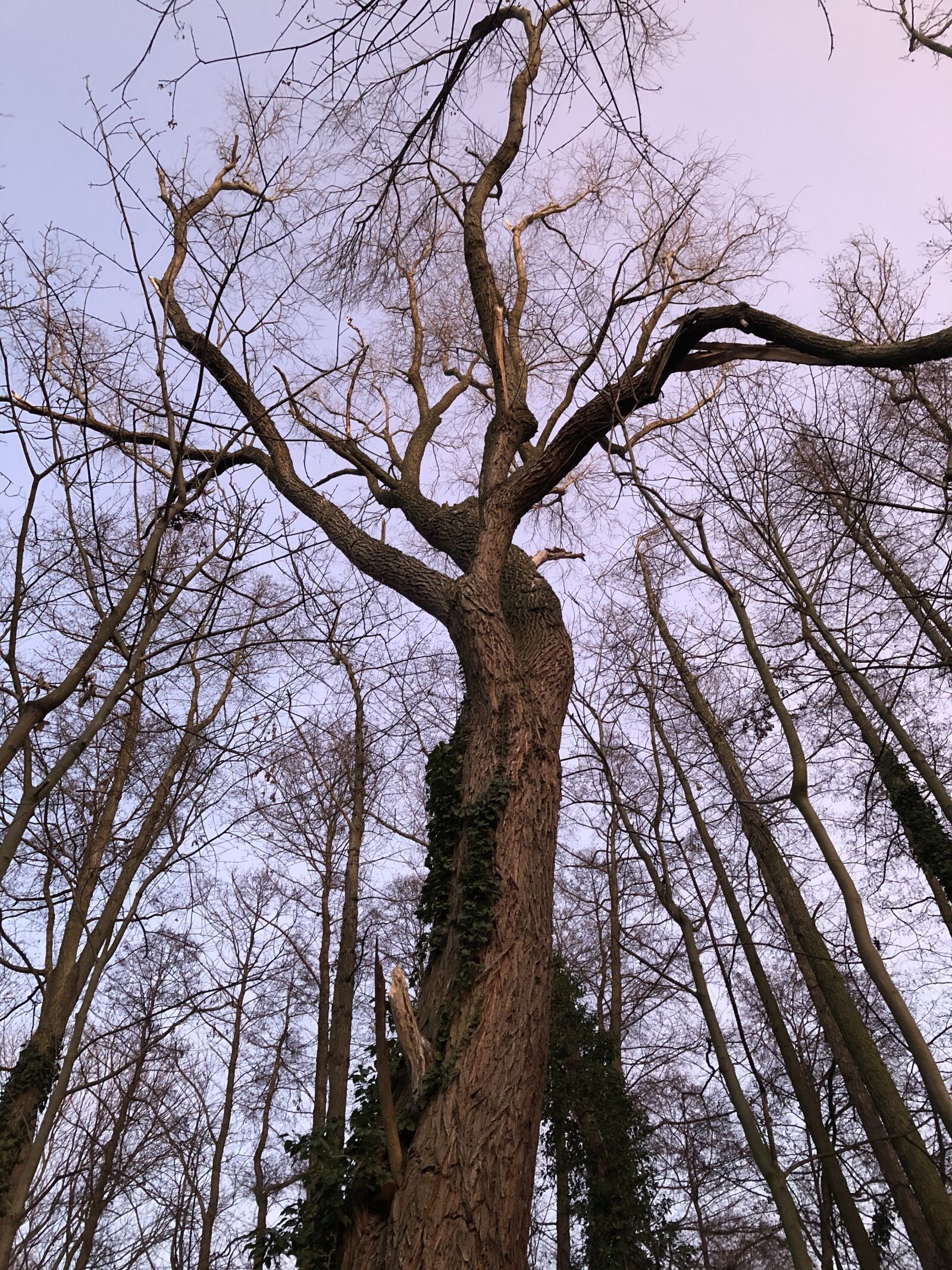 iPhone 8 Plus back dual camera 3.99mm f/1.8 sample photo. Sky, nature, landscape photography
