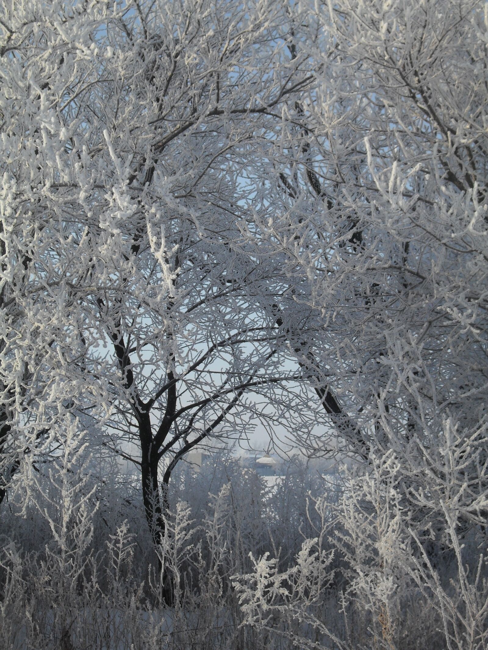 Samsung ES55,ES57 / VLUU ES55 /  SL102 sample photo. Winter, rime, leann photography