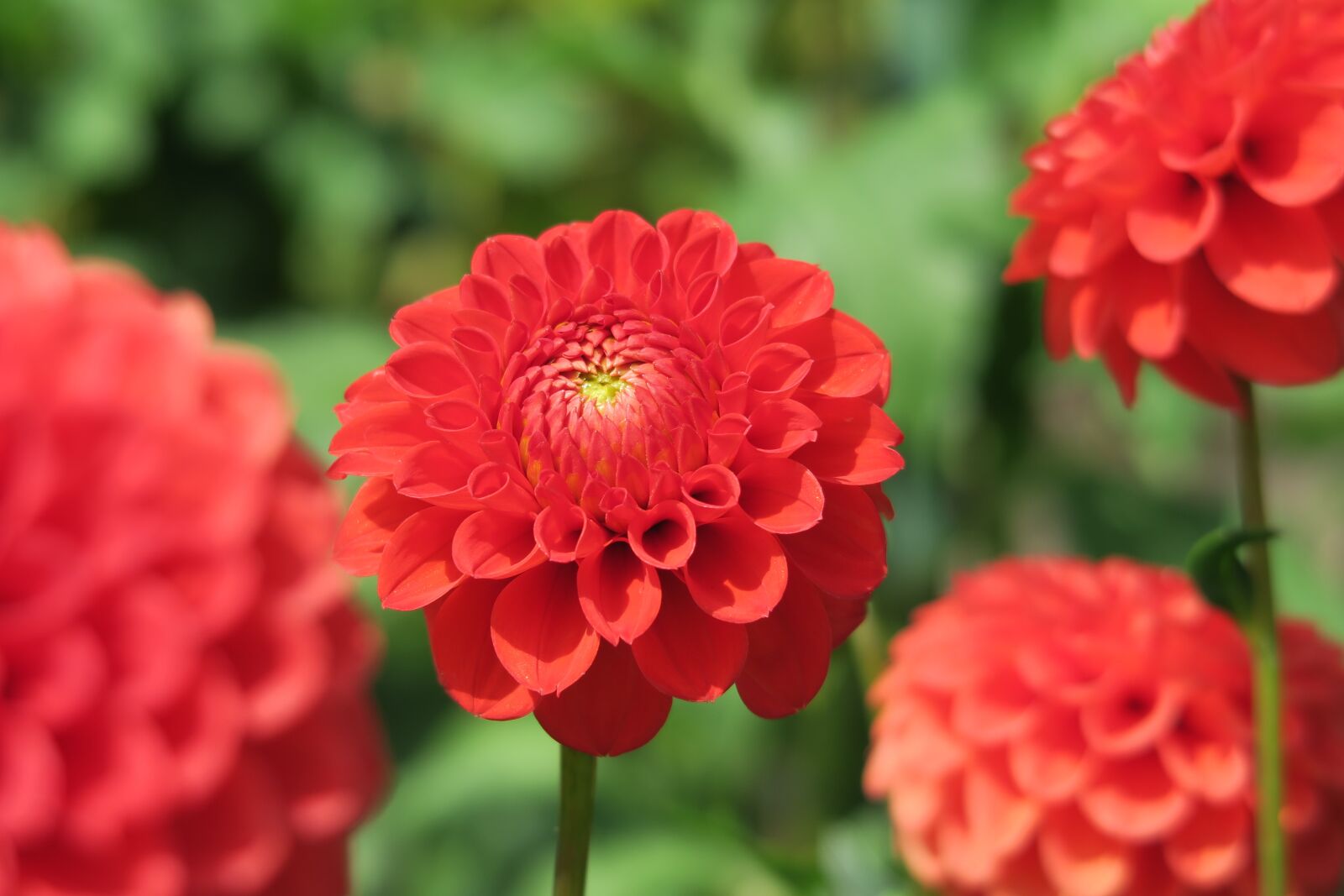Canon PowerShot G7 X sample photo. Flower, red, garden photography