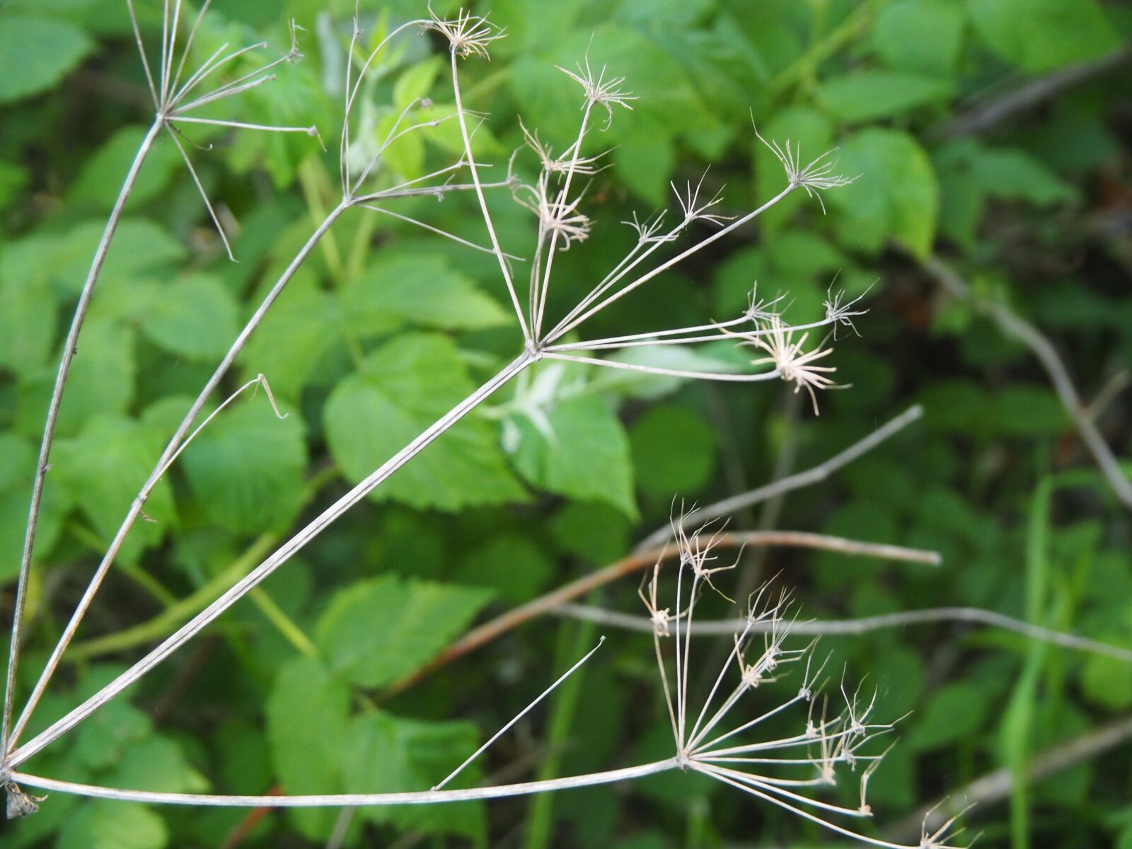 Olympus PEN E-PL7 sample photo. Flower, forest, green photography
