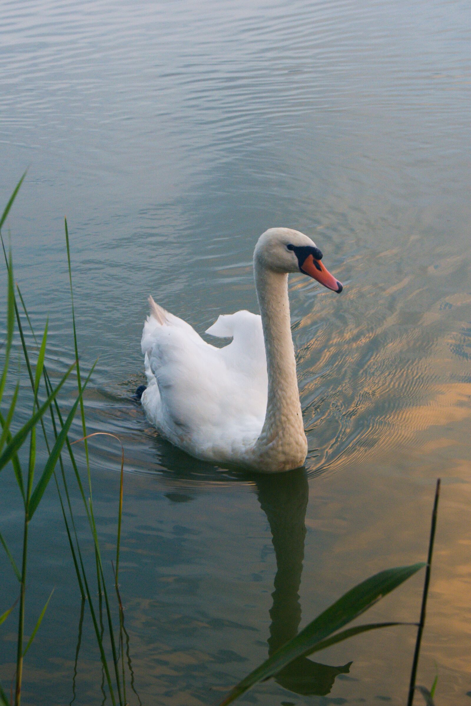 Nikon D5200 sample photo. Swan, bird, animal photography