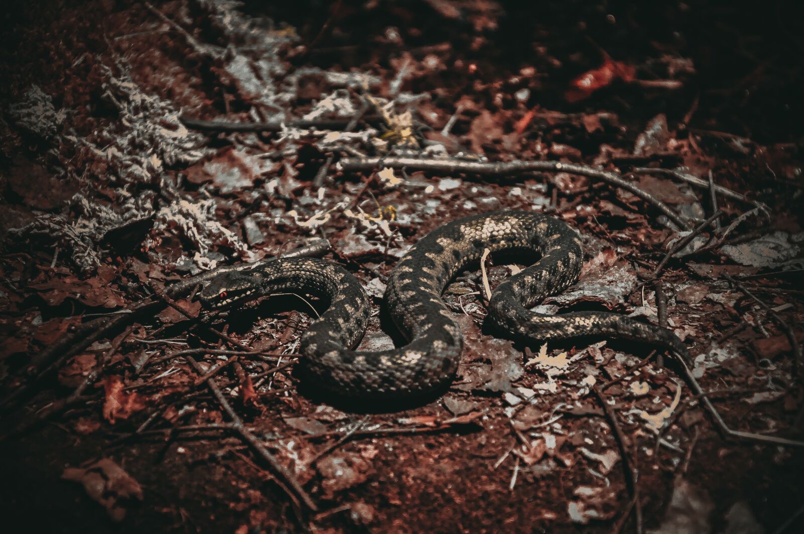 Nikon D90 sample photo. Snake, snake in the photography