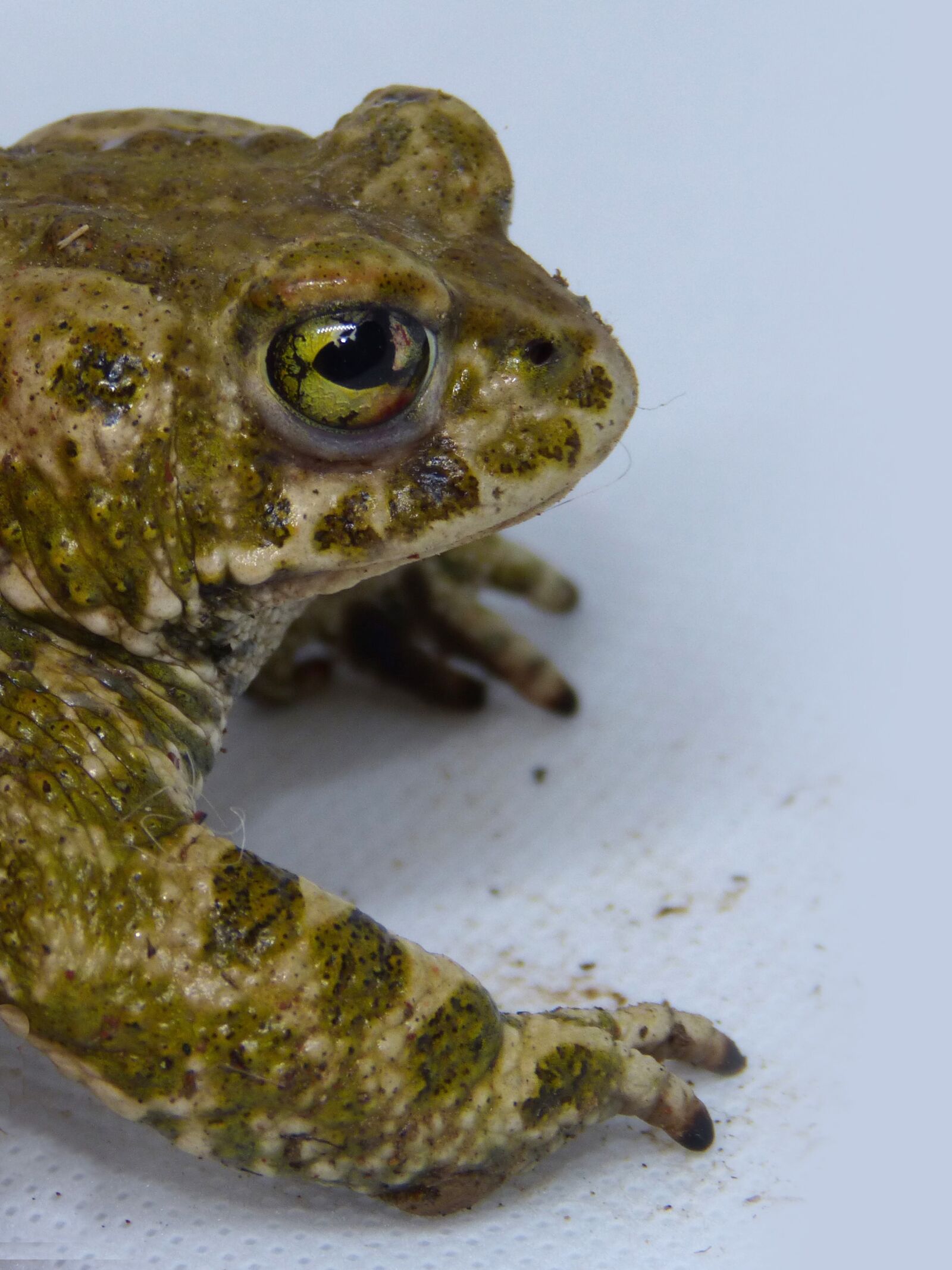 Panasonic DMC-FZ62 sample photo. Toad, foreground, frog photography