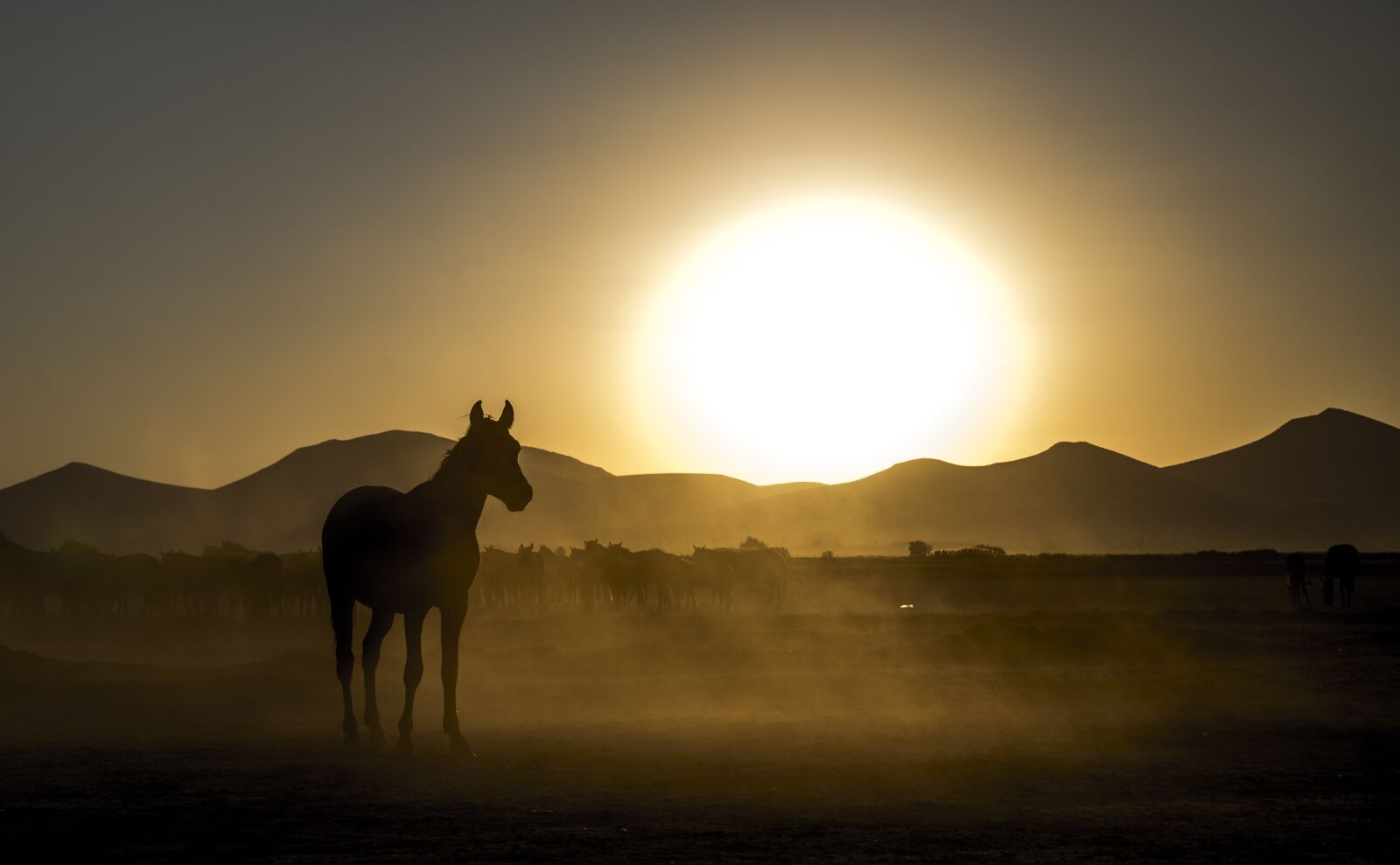 Tamron SP 24-70mm F2.8 Di VC USD sample photo. Horse, solar, sky photography