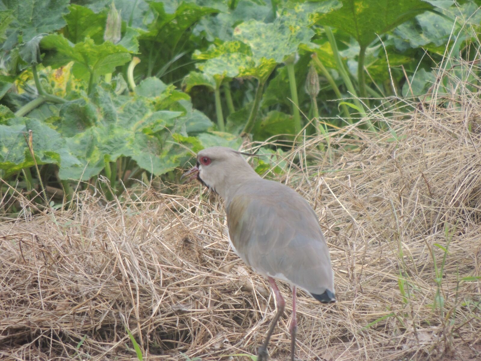 Nikon Coolpix P510 sample photo. Nature, bird, landscape photography
