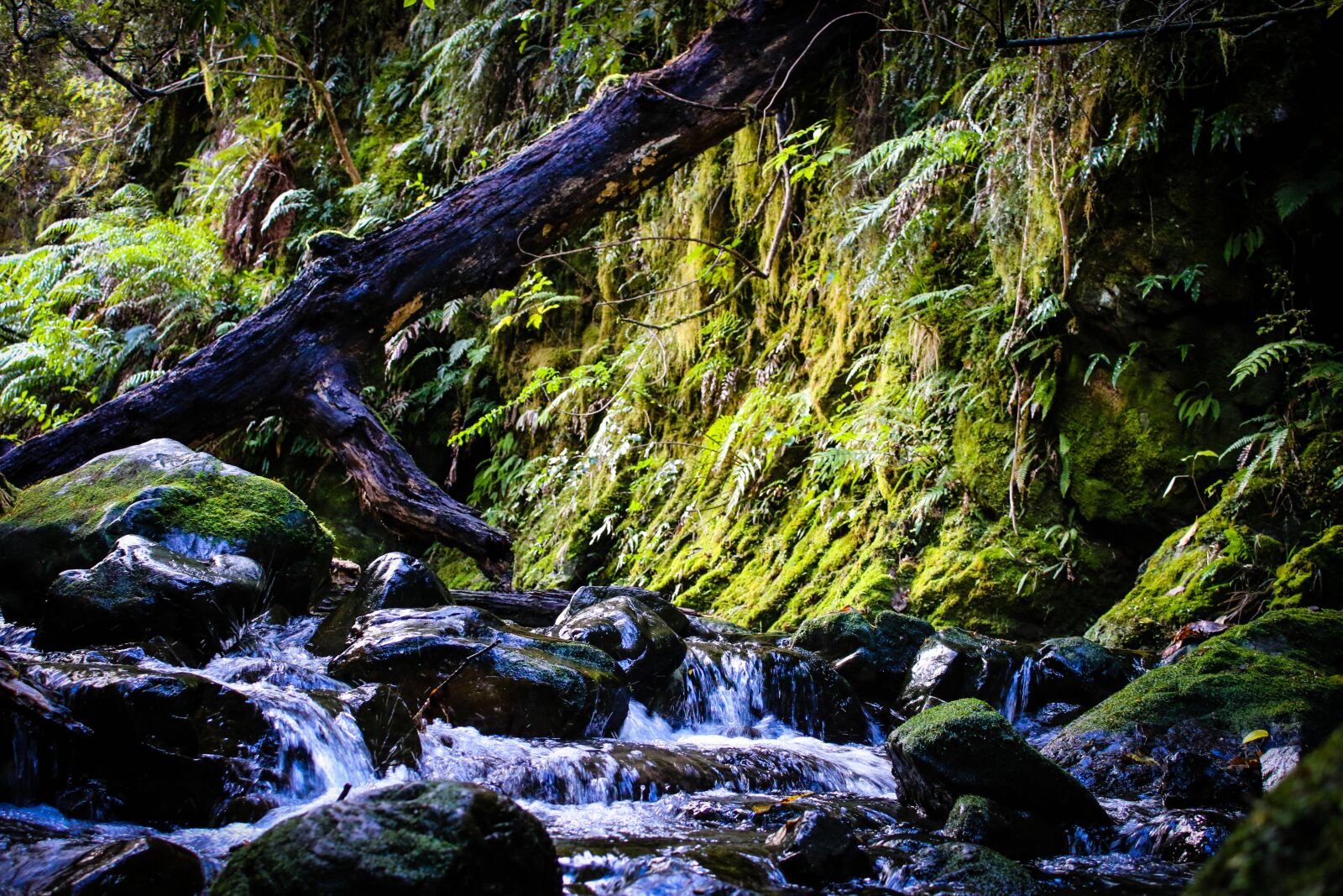 Canon EOS 70D sample photo. Moss, creek, water photography