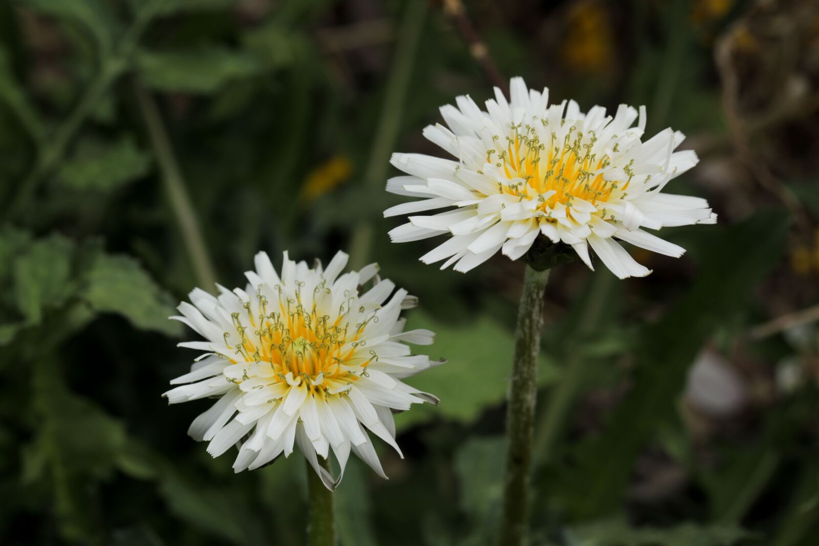 Canon EOS 5D Mark IV + Canon EF 100mm F2.8L Macro IS USM sample photo. Dandelion, spring flowers, white photography