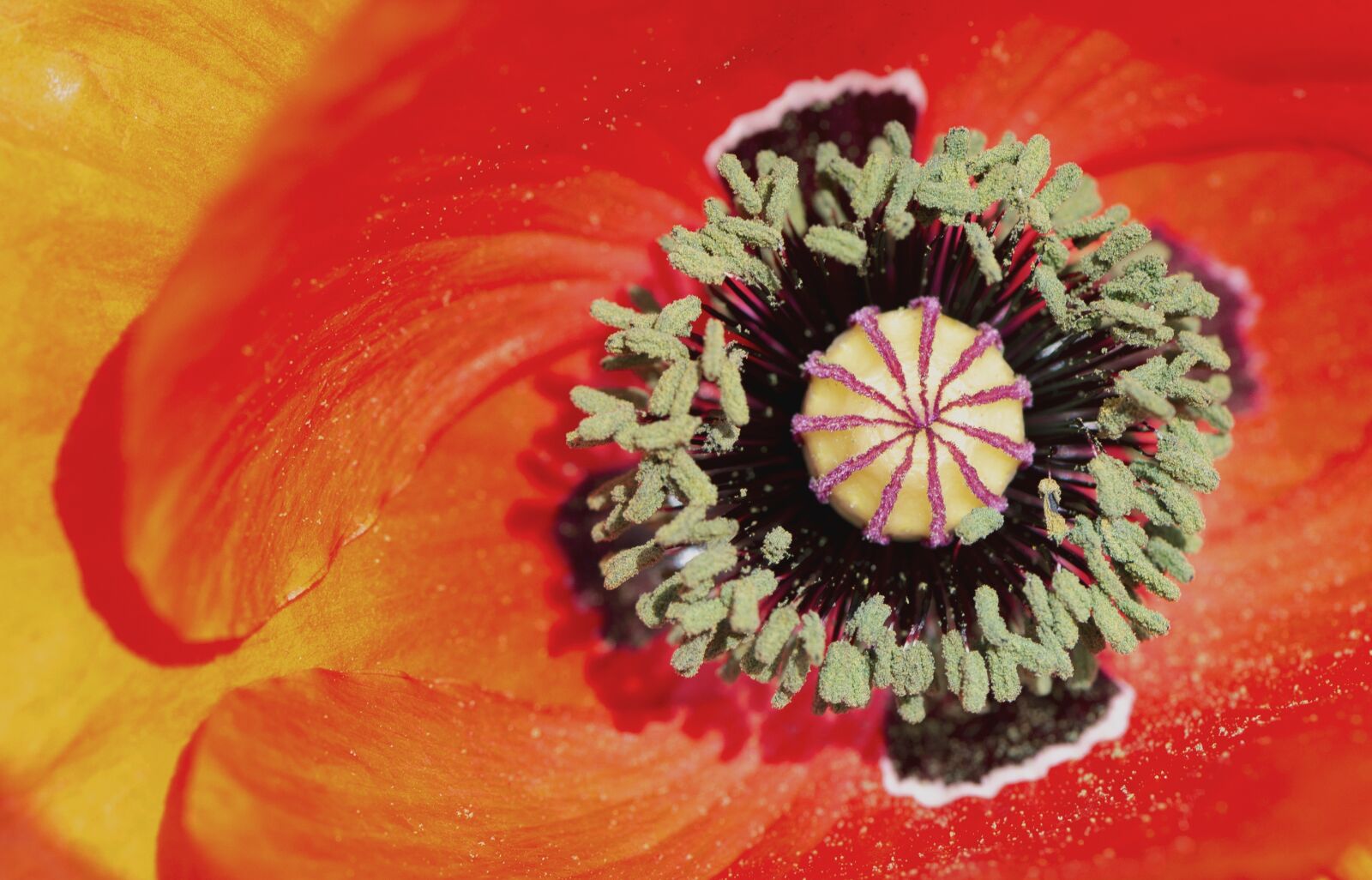 Nikon D610 sample photo. Poppy, flower, nature photography