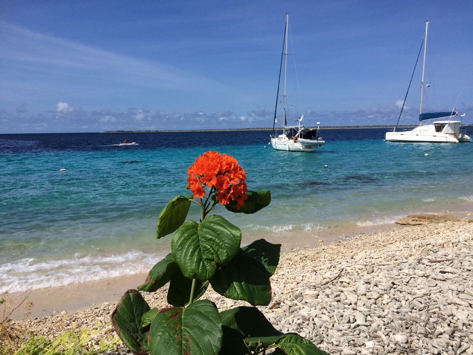 iPhone 5s back camera 4.15mm f/2.2 sample photo. Flower, sea, sailing boat photography