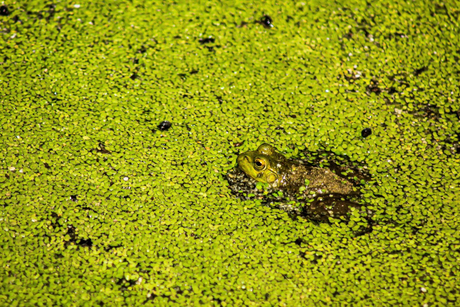 EF75-300mm f/4-5.6 sample photo. Frog, green, pond photography