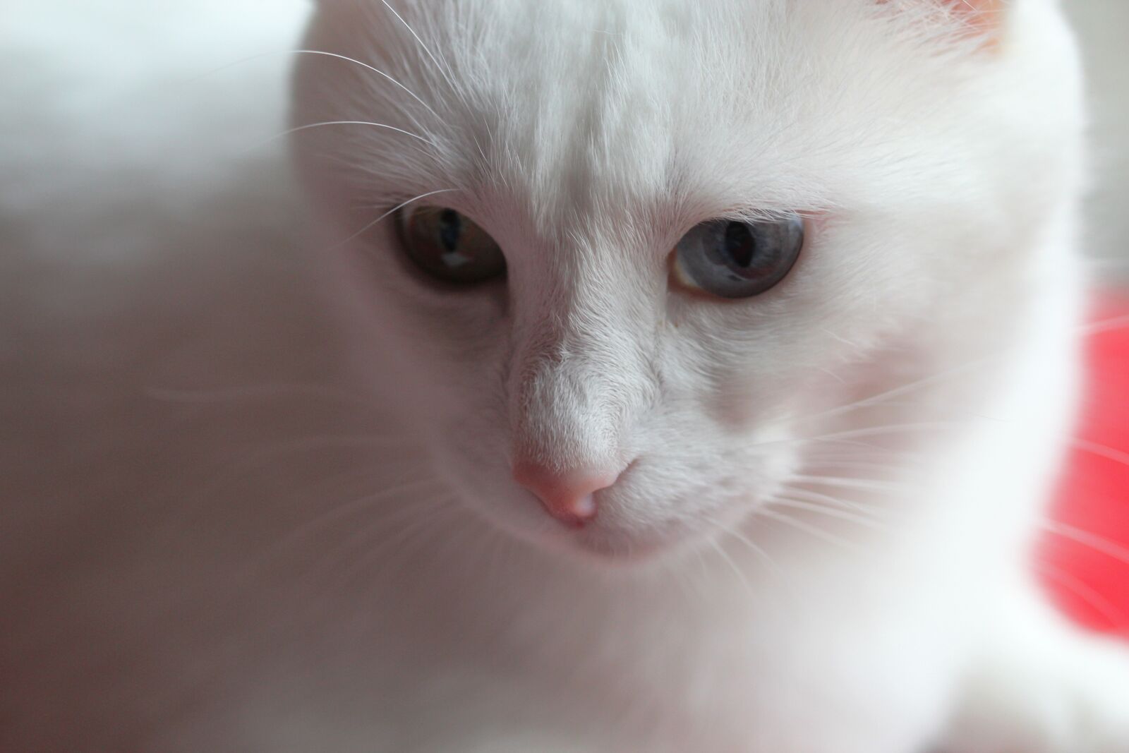Canon EOS 550D (EOS Rebel T2i / EOS Kiss X4) sample photo. Cat, animal, animal portrait photography