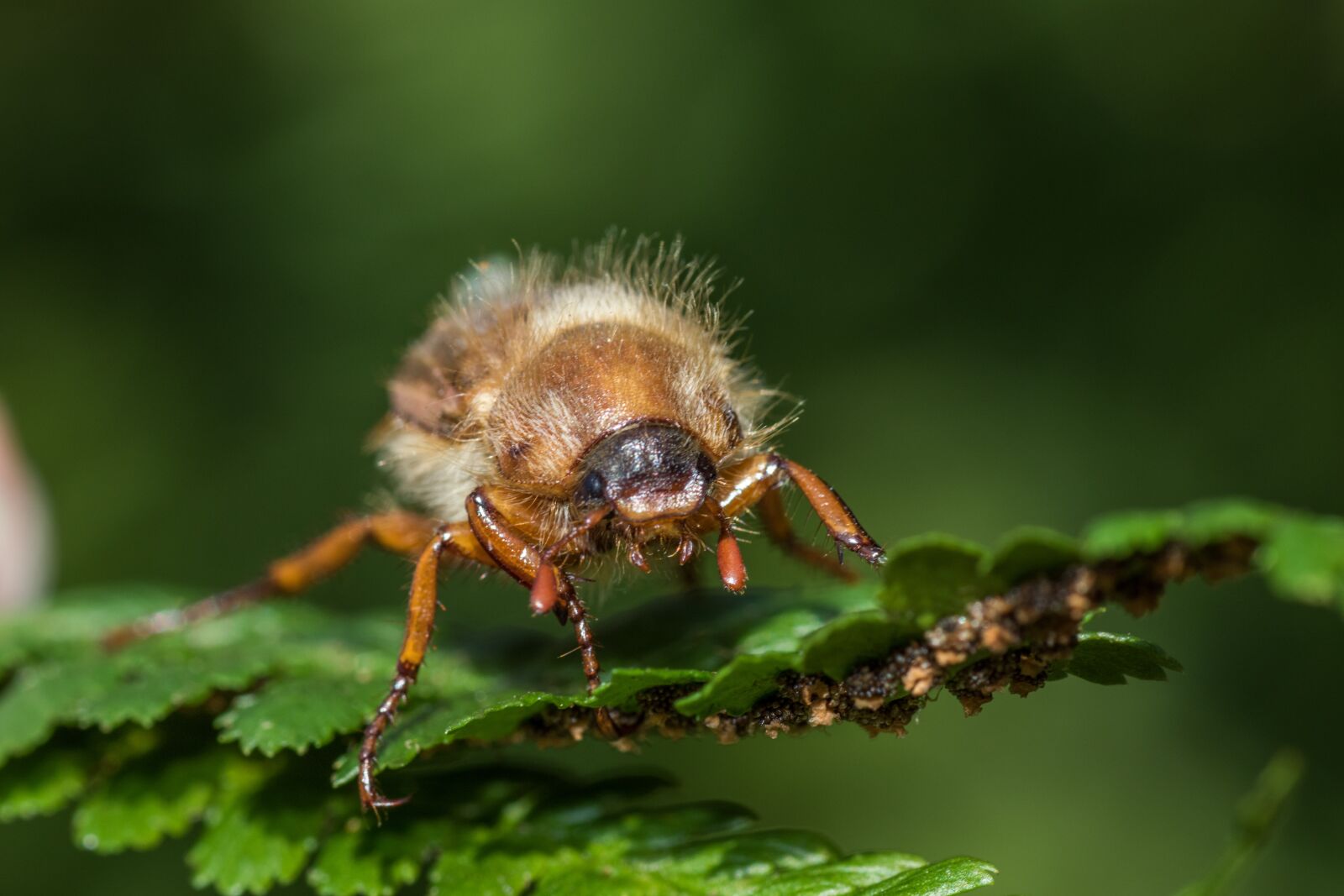 Canon EOS 7D Mark II sample photo. Chafer, maikäfer, krabbeltier photography