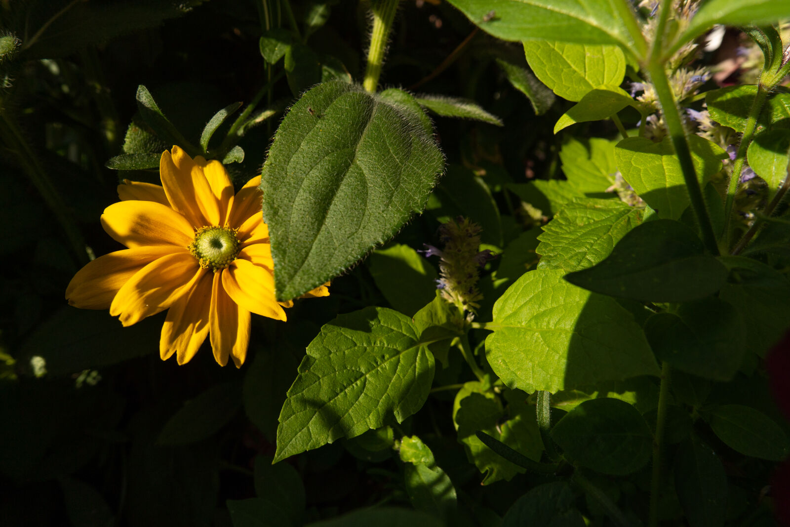 SAMYANG AF 12mm F2.0 sample photo. Flower at the sunshine photography