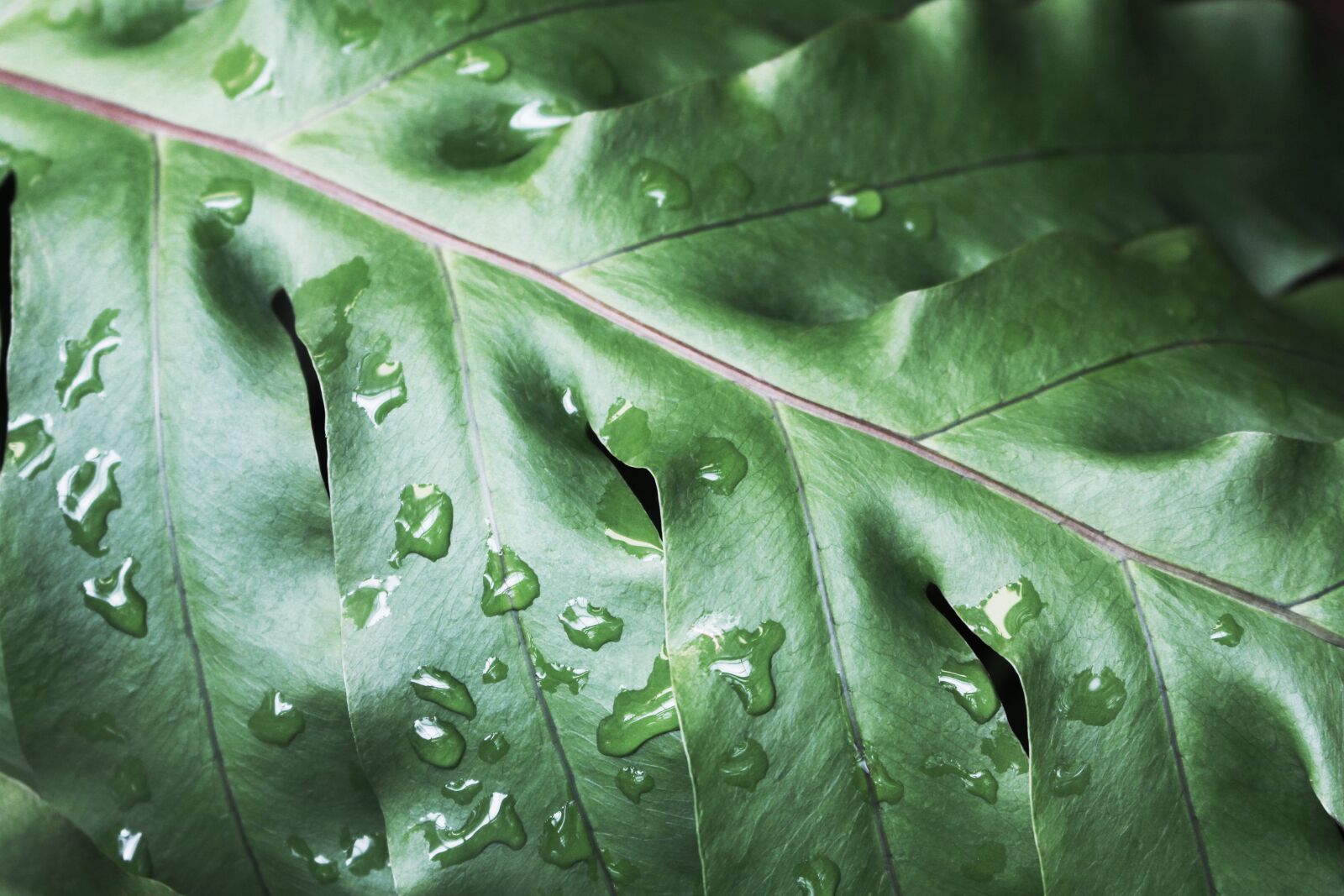 Canon EOS 700D (EOS Rebel T5i / EOS Kiss X7i) sample photo. Green, wet, rain photography